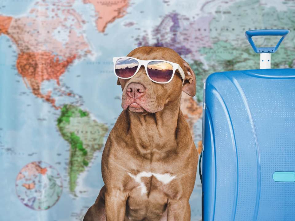 Pet Travel: Do Dogs Need Passports or Any Travel Documents?