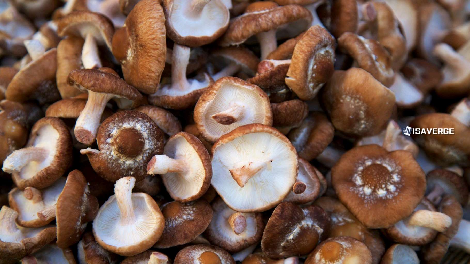 Immigration Policies Threaten U.S. Mushroom Industry