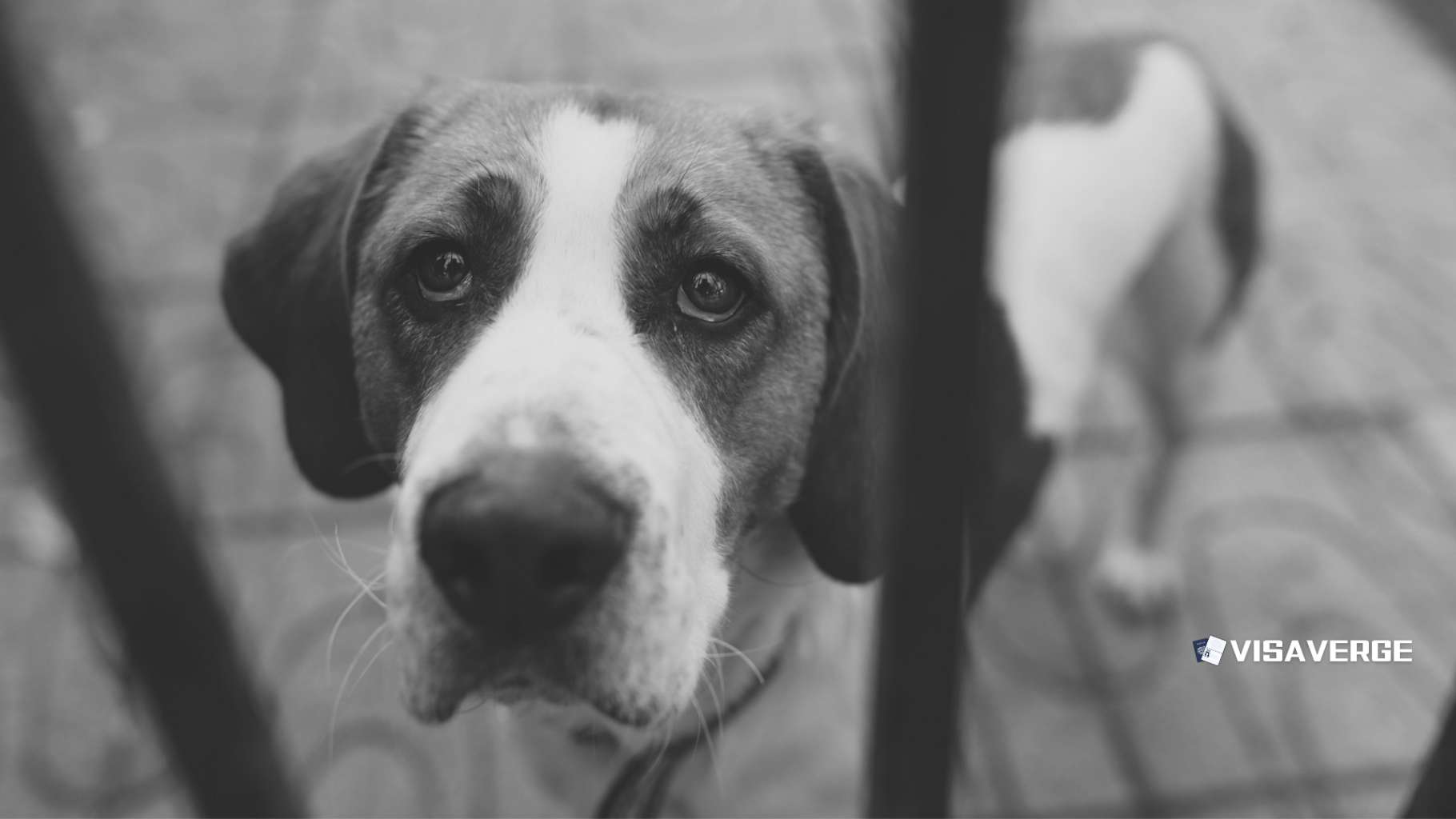 What Happens to Your Pets After ICE Raids and Deports You? What Happens to Your Pets After ICE Raids and Deports You?