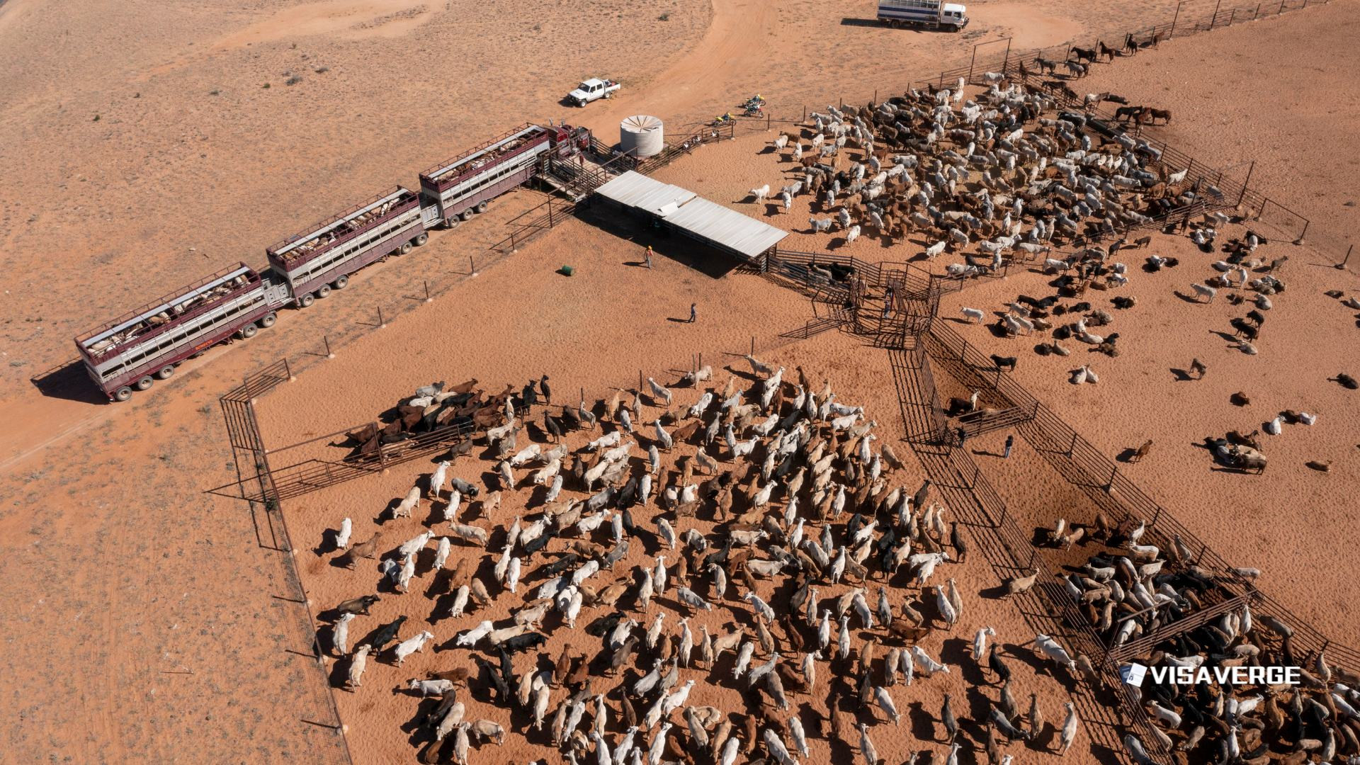 US Beef Supply Faces Uncertainty as Haitian Workers Face Deportation US Beef Supply Faces Uncertainty as Haitian Workers Face Deportation