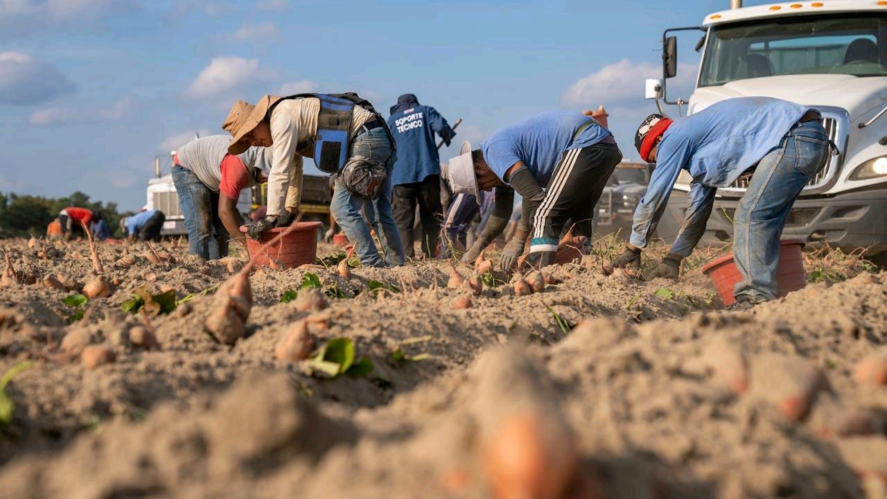Trump propone camino legal para trabajadores agrícolas Trump propone camino legal para trabajadores agrícolas