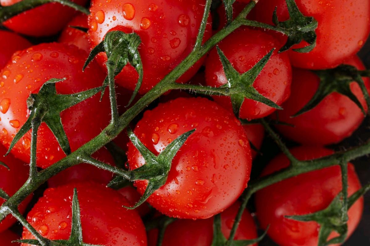 EE.UU. aplicará arancel del 21% a tomates importados de México en 2025 EE.UU. aplicará arancel del 21% a tomates importados de México en 2025