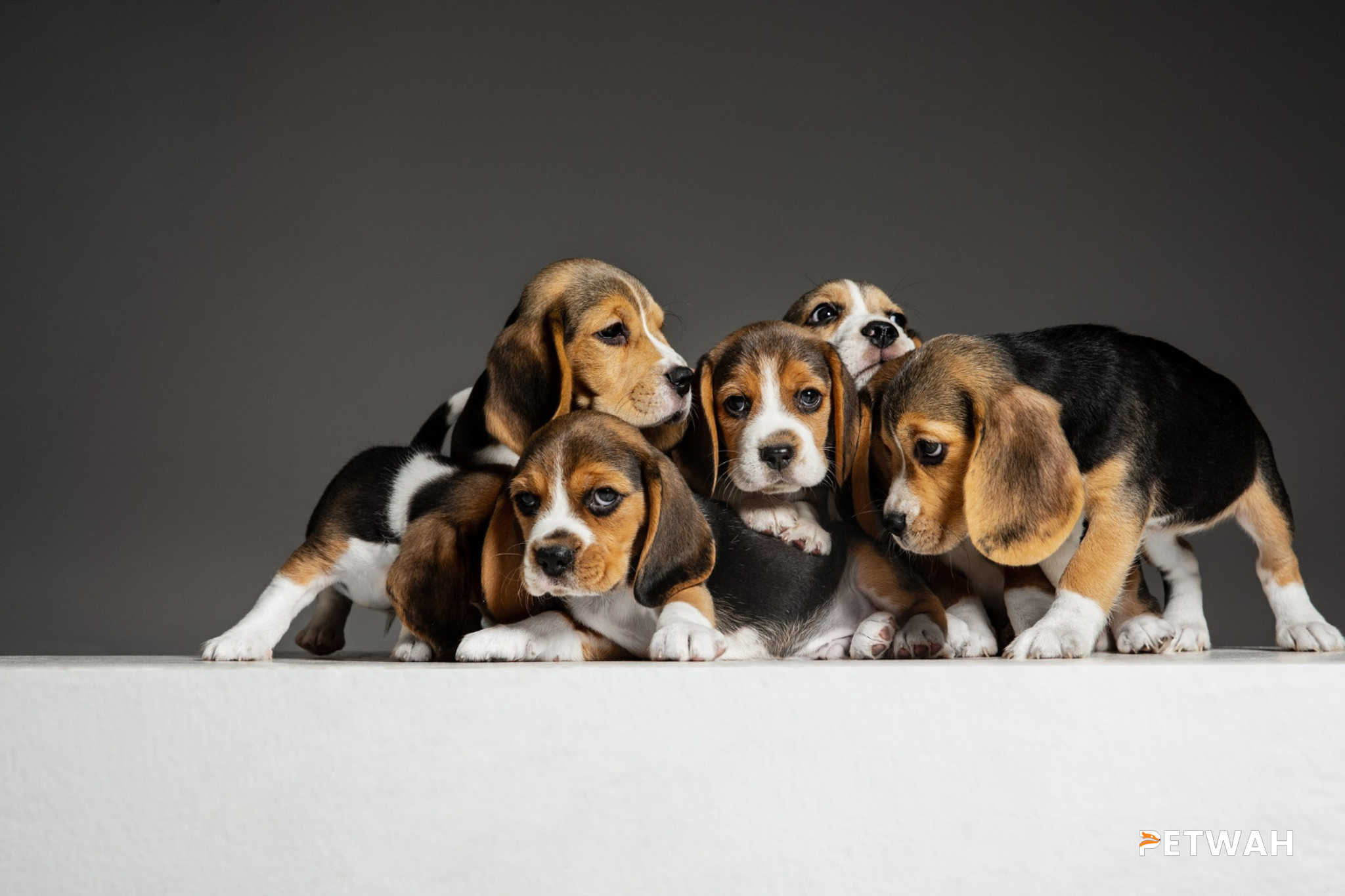 Effective Socialization Strategies for Your Beagle with Dogs and People