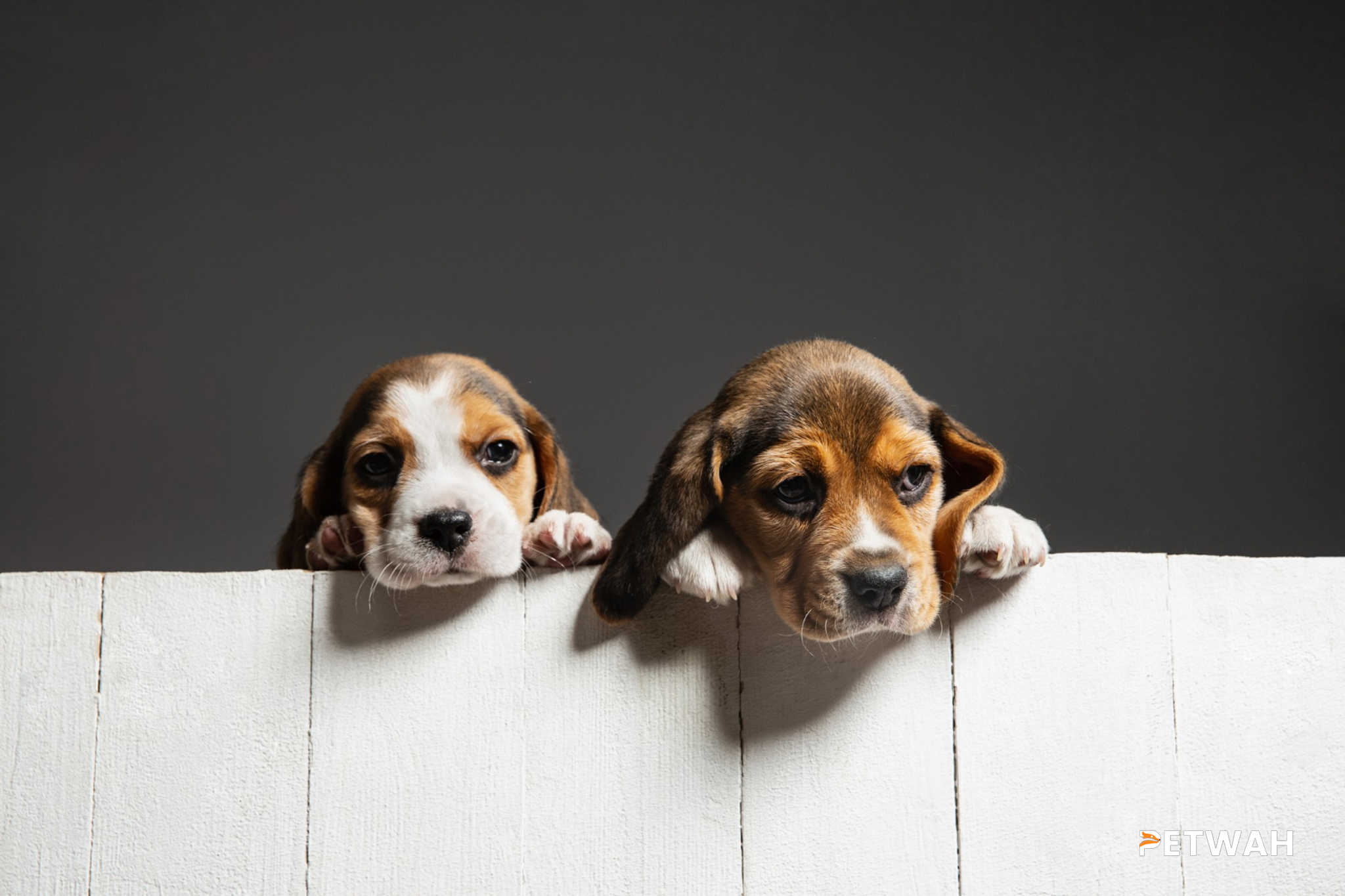 Essential Health Checks and Vaccinations for Beagles: A Guide for Owners