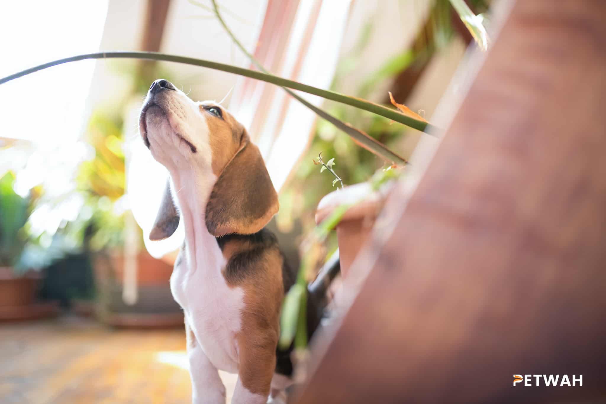 Keeping Your Beagle Active: Effective Exercise Tips for Couples