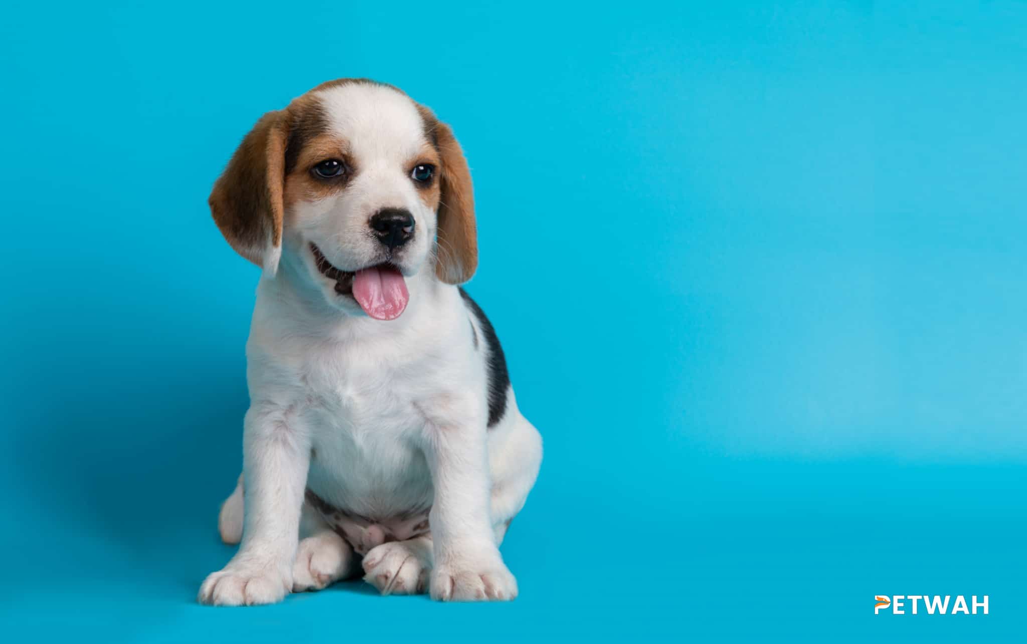 Effective Training Techniques for Beagles: Basic Obedience and House Manners for Couples