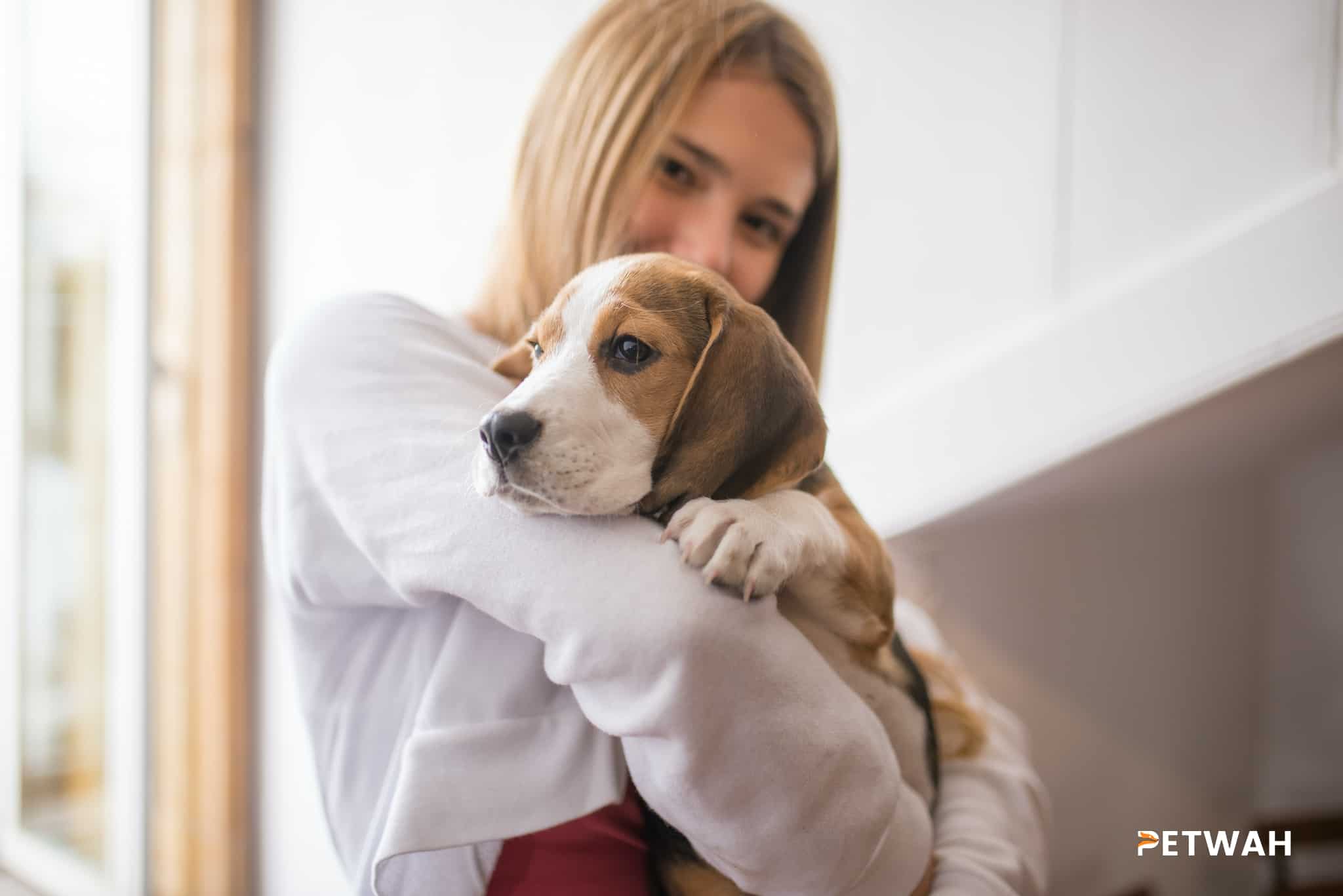 Sharing Pet Care Duties: Tips for Couples with a Beagle