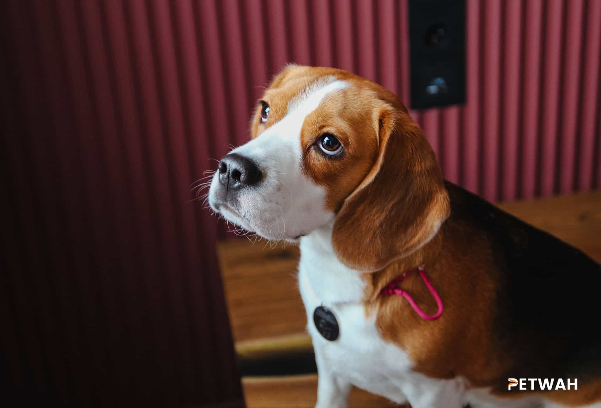 Preparing Your Beagle for Life Changes: Moving and Welcoming a Baby