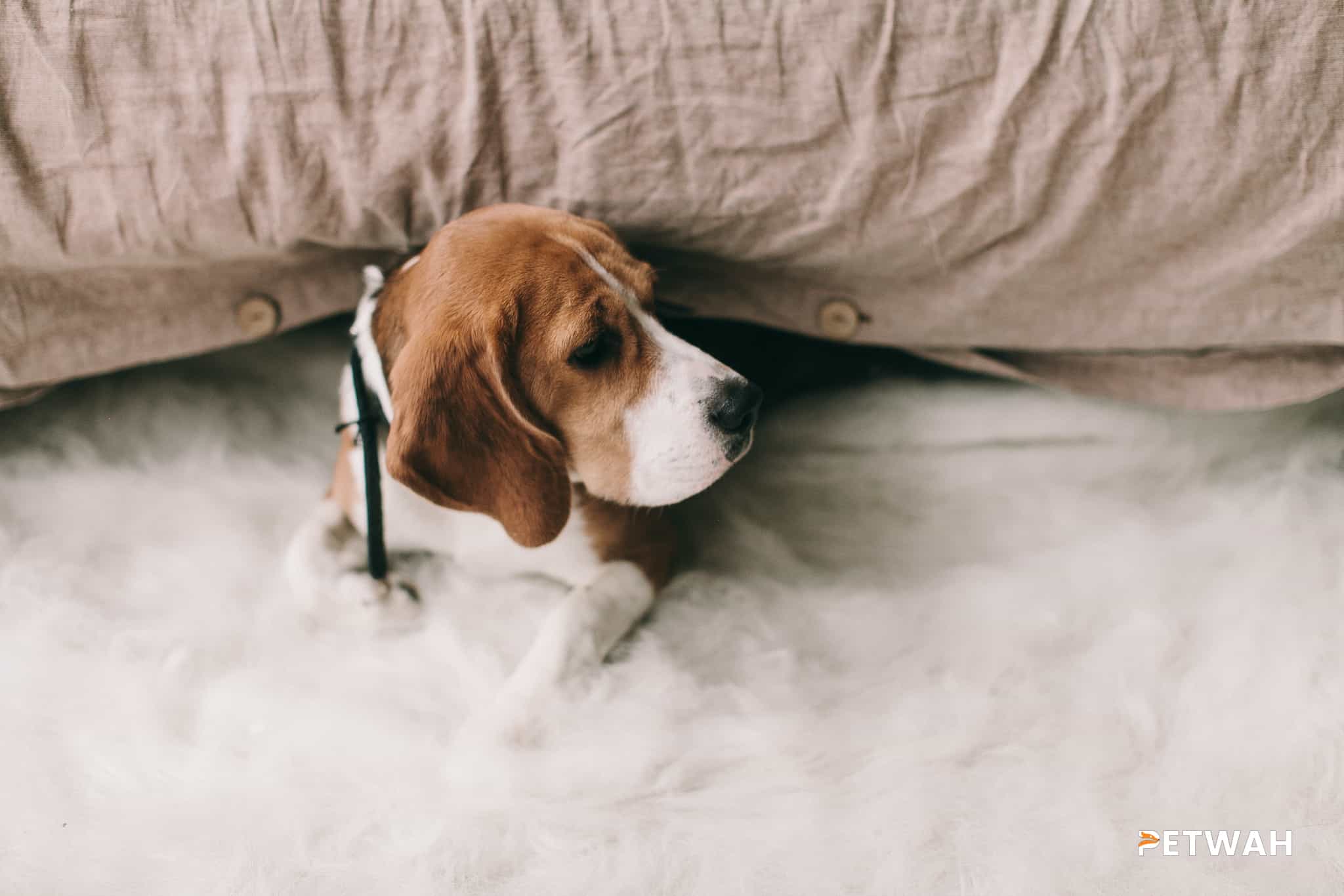 Balancing Attention and Independence in Your Beagle