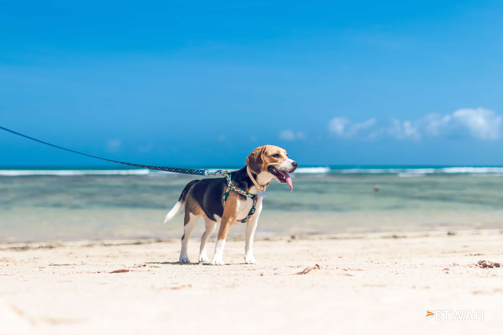 Ensuring Proper Dental Care for Beagles: A Guide for Couples