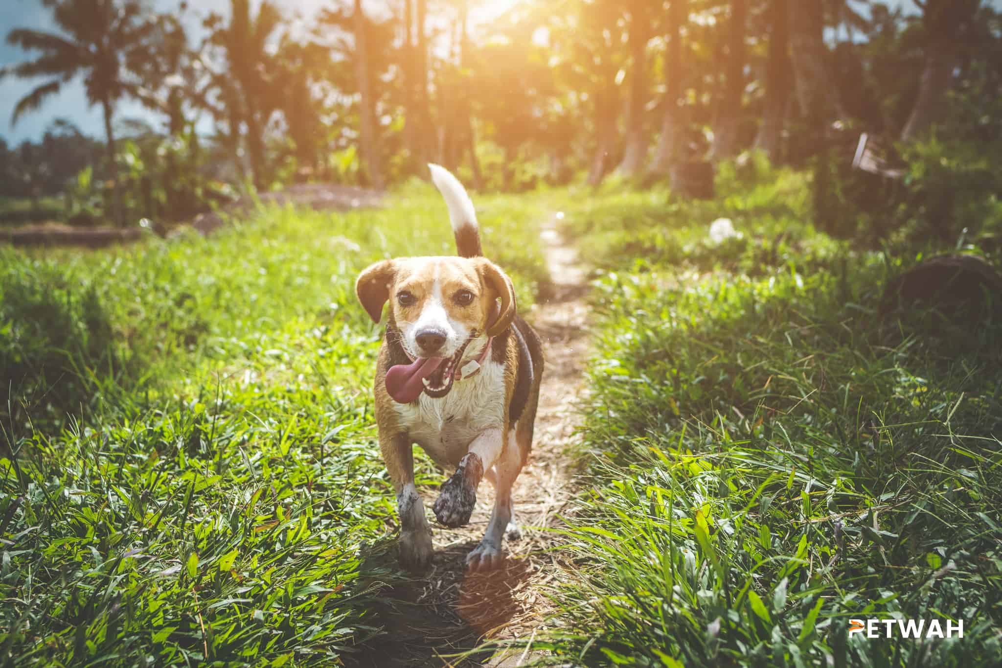 Essential Grooming and Healthcare Routines for Beagles