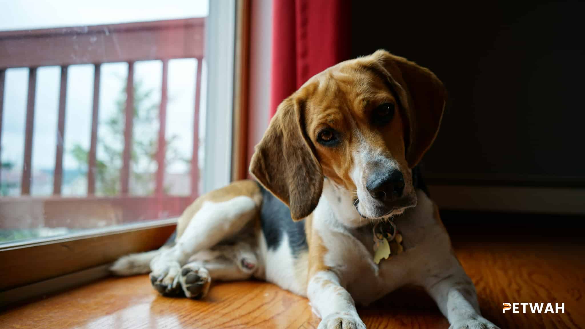 Essential Steps to Ensure a Beagle-Friendly Home Environment