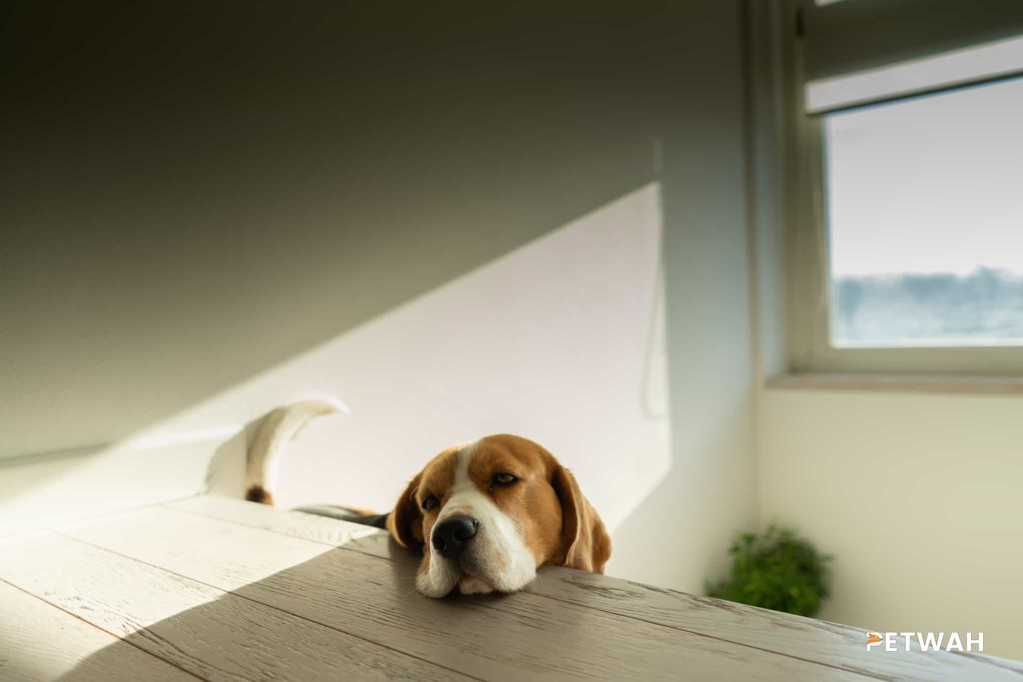 Fun and Creative Playtime Ideas for Couples and Their Beagle