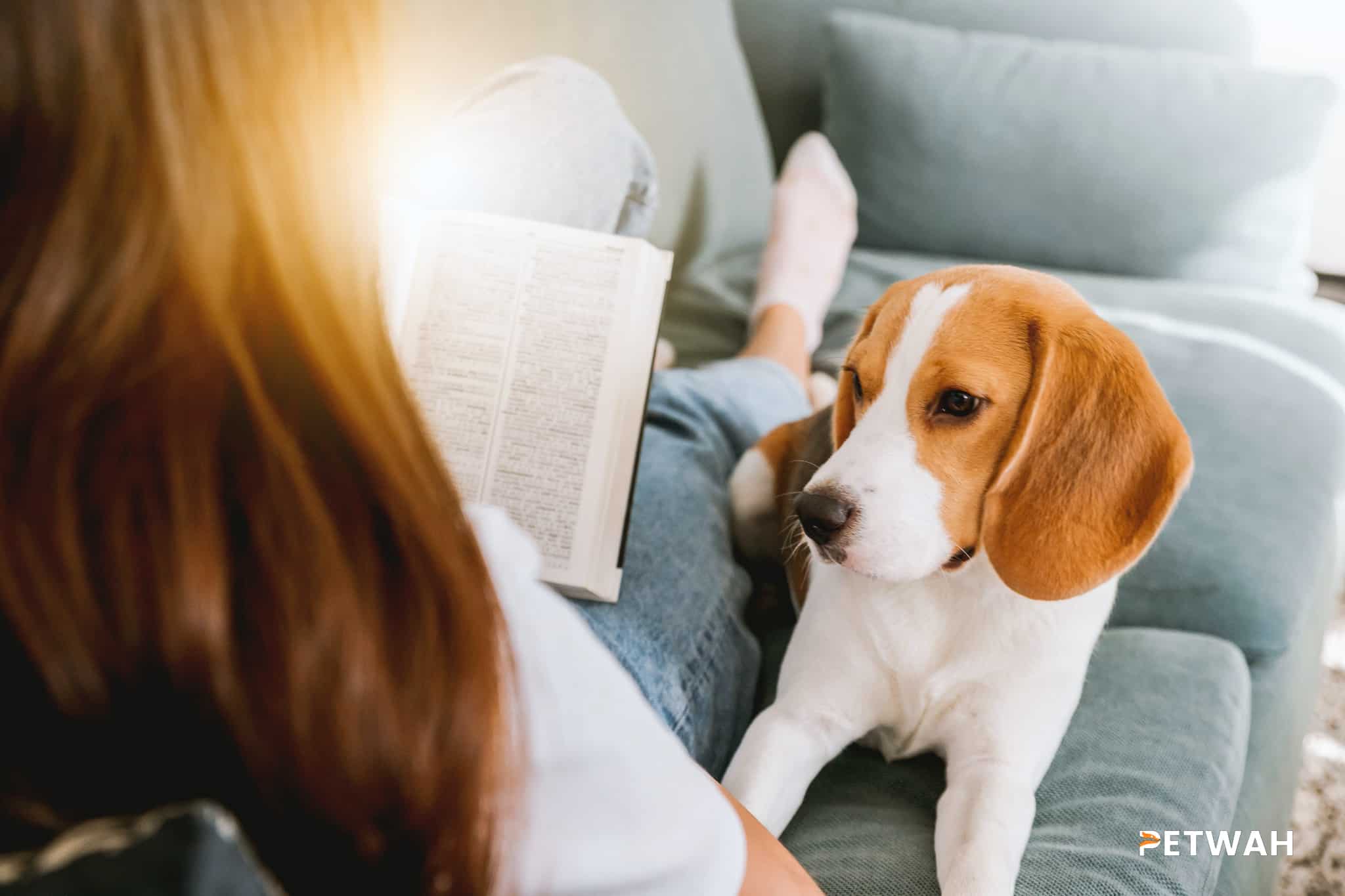 Optimal Diet and Nutrition Plan for Beagle Health and Well-being
