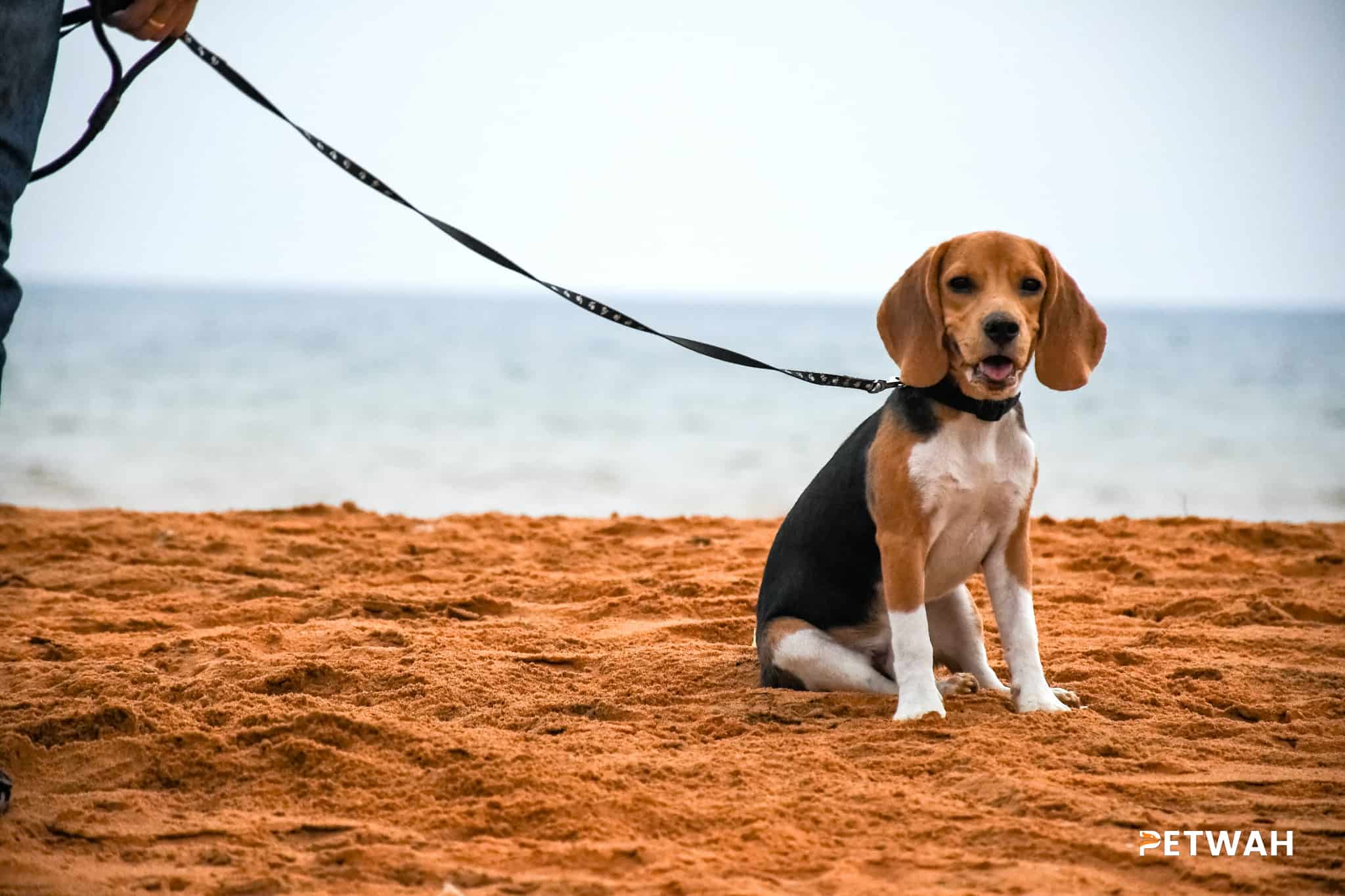 Incorporating Your Beagle into Daily Couple Activities Without Overdoing It