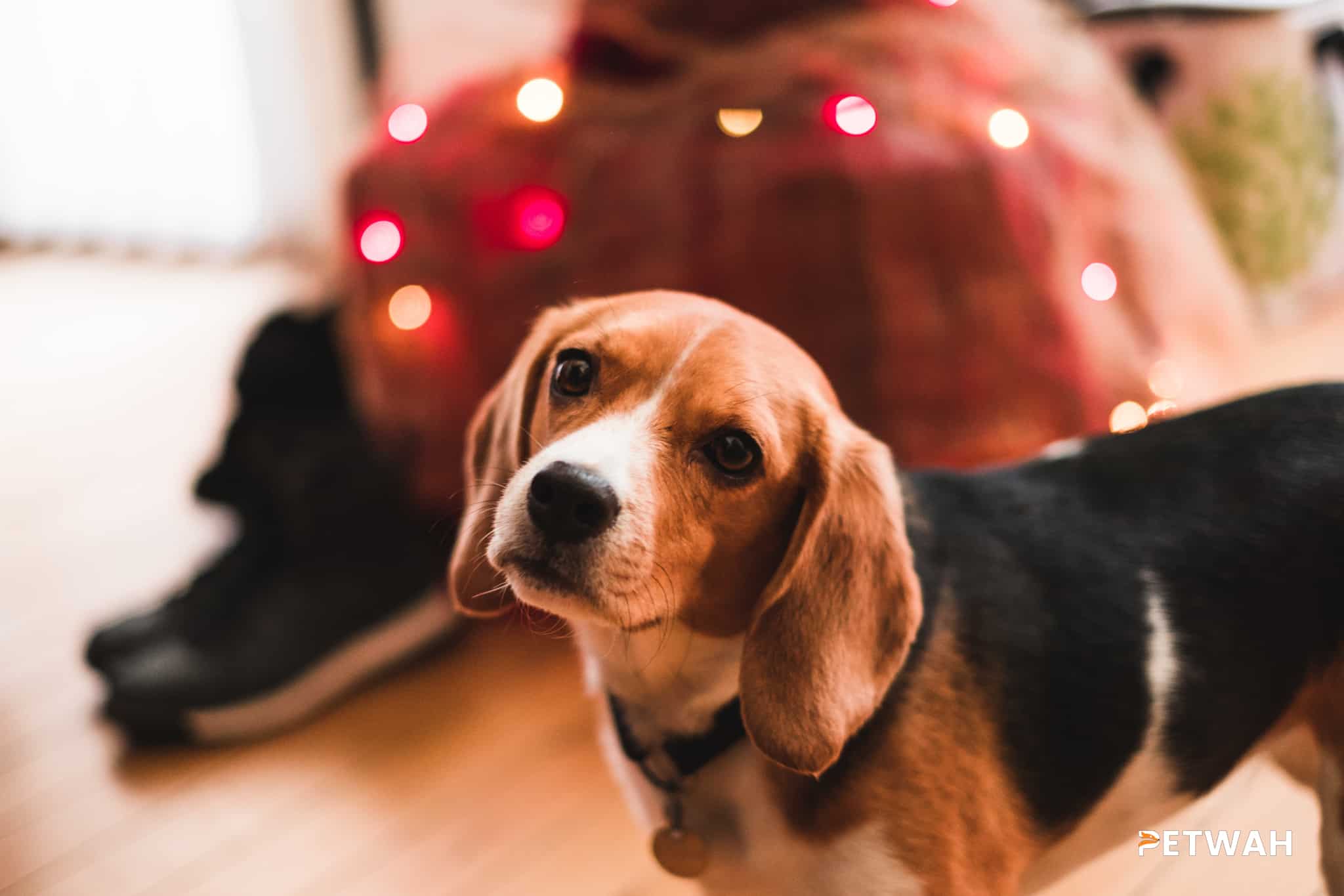Emergency Preparedness Tips for Beagle Owners