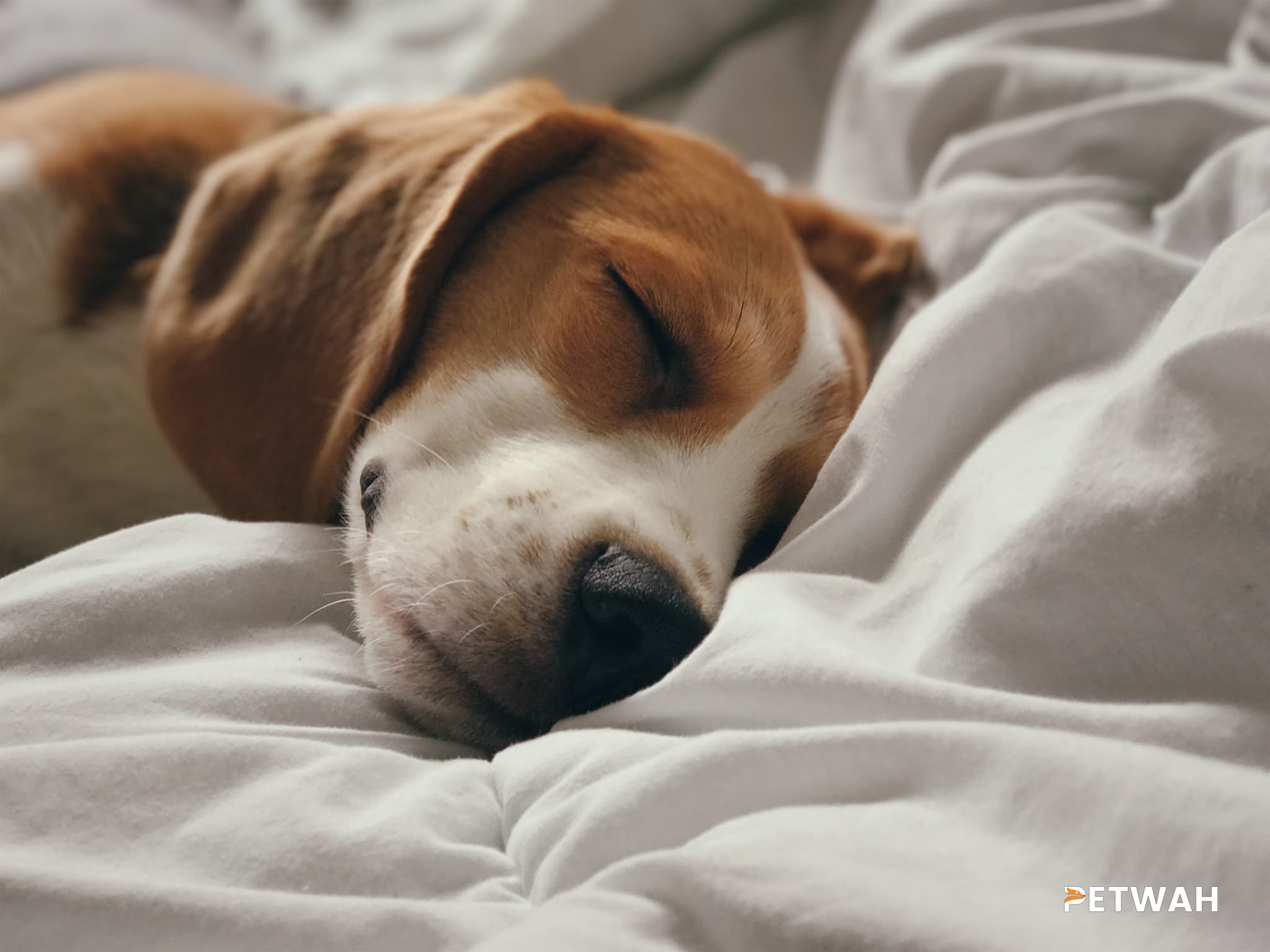 Stress-Free Acclimation: Introducing Your Beagle to New Environments