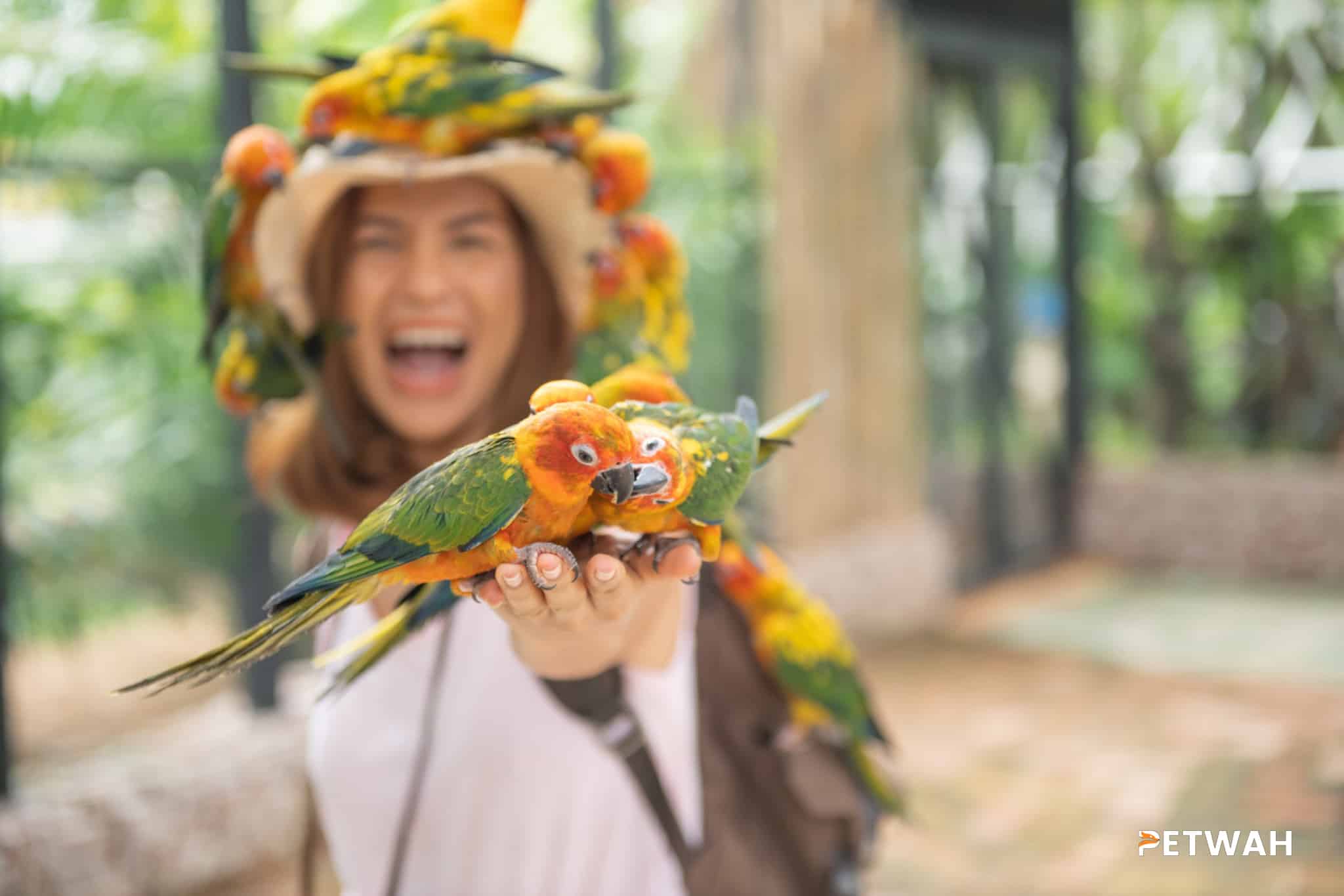 Planning Vacations for Couples with Pet Birds: Ensuring Proper Care