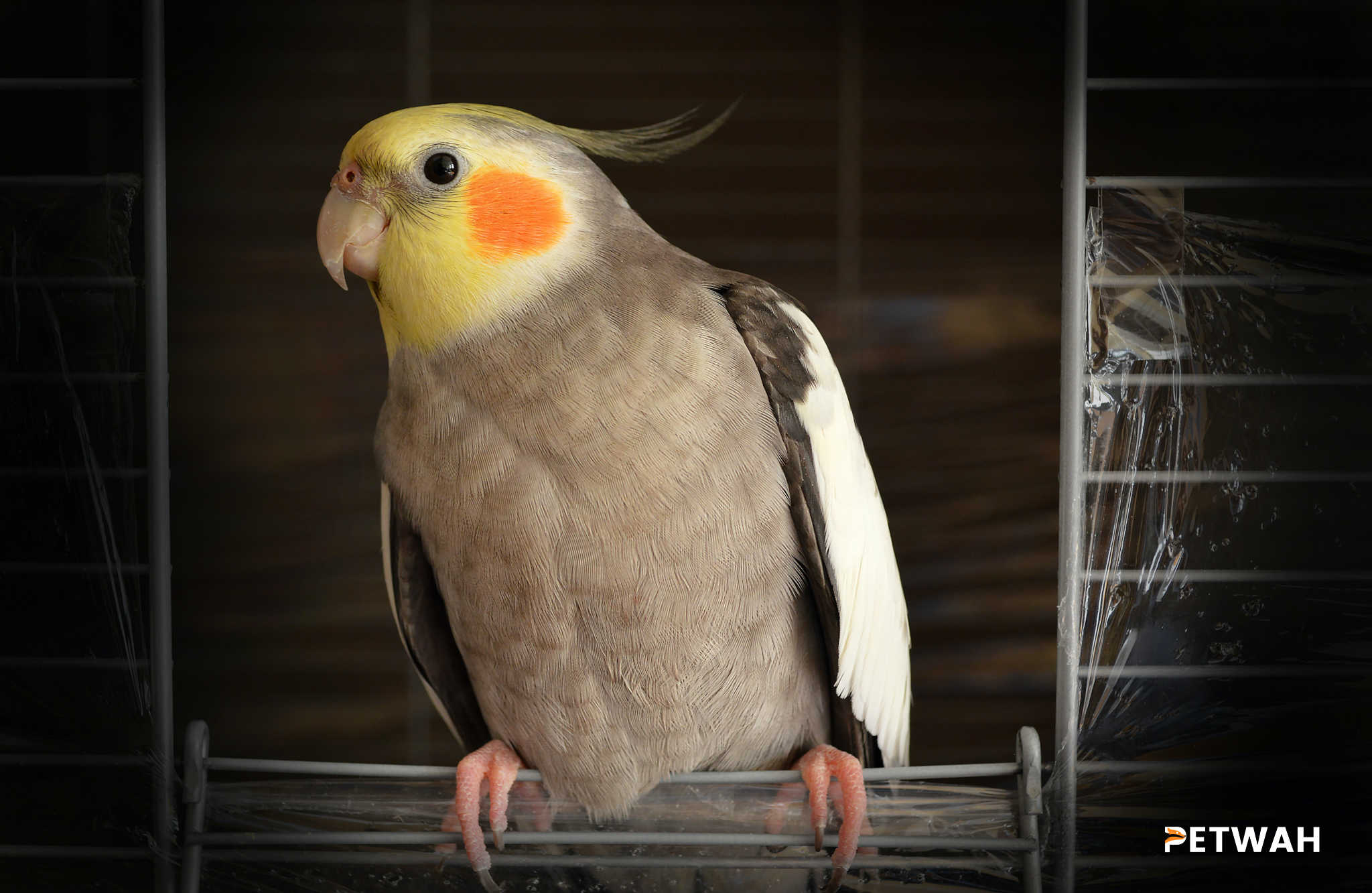 Introducing Your Bird to New Experiences and Environments Safely