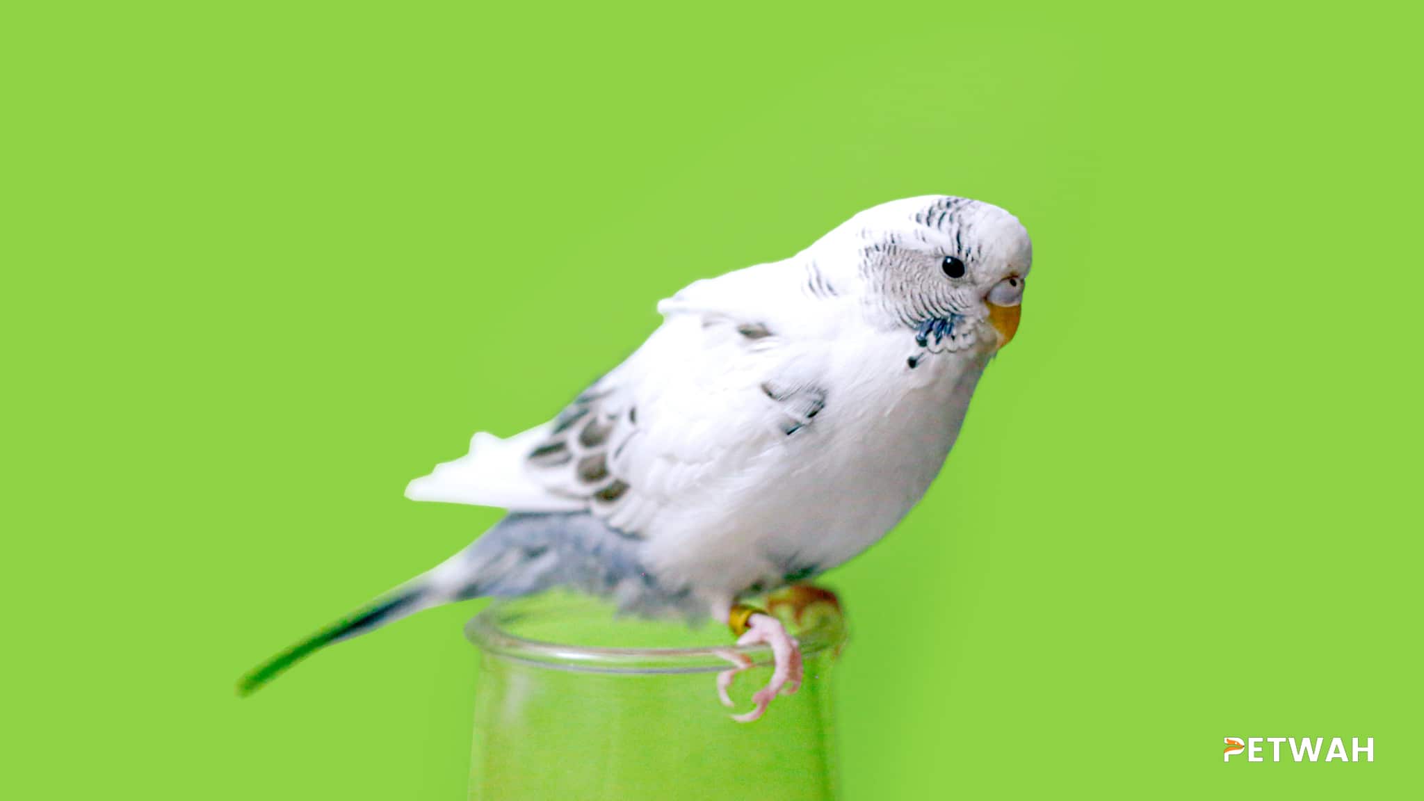 Recognizing and Addressing Common Health Issues in Pet Birds