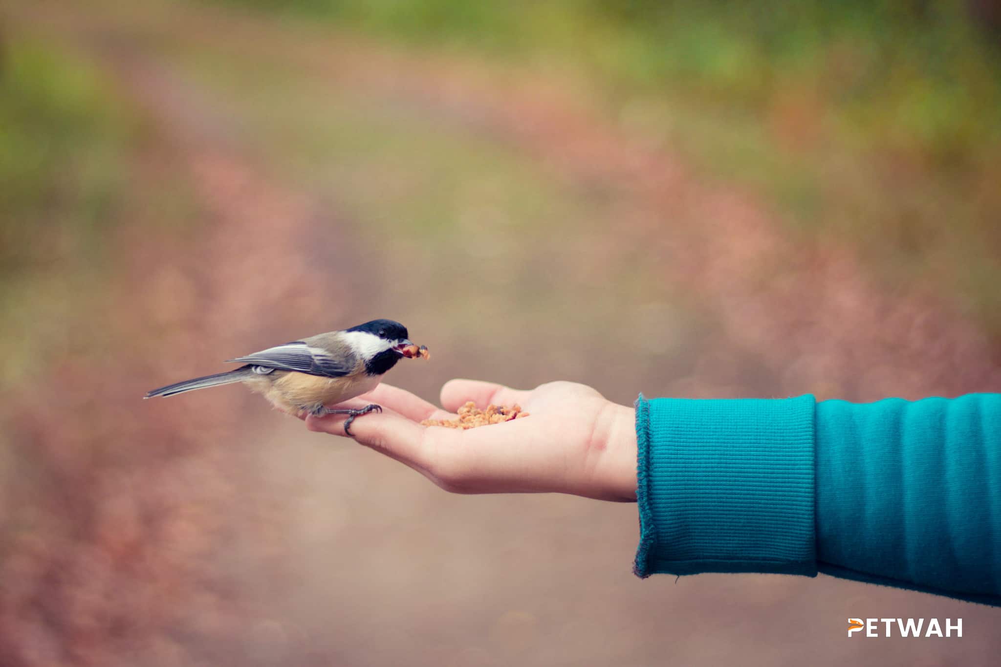 Balancing Attention and Affection for Your Bird Without Promoting Bad Behavior