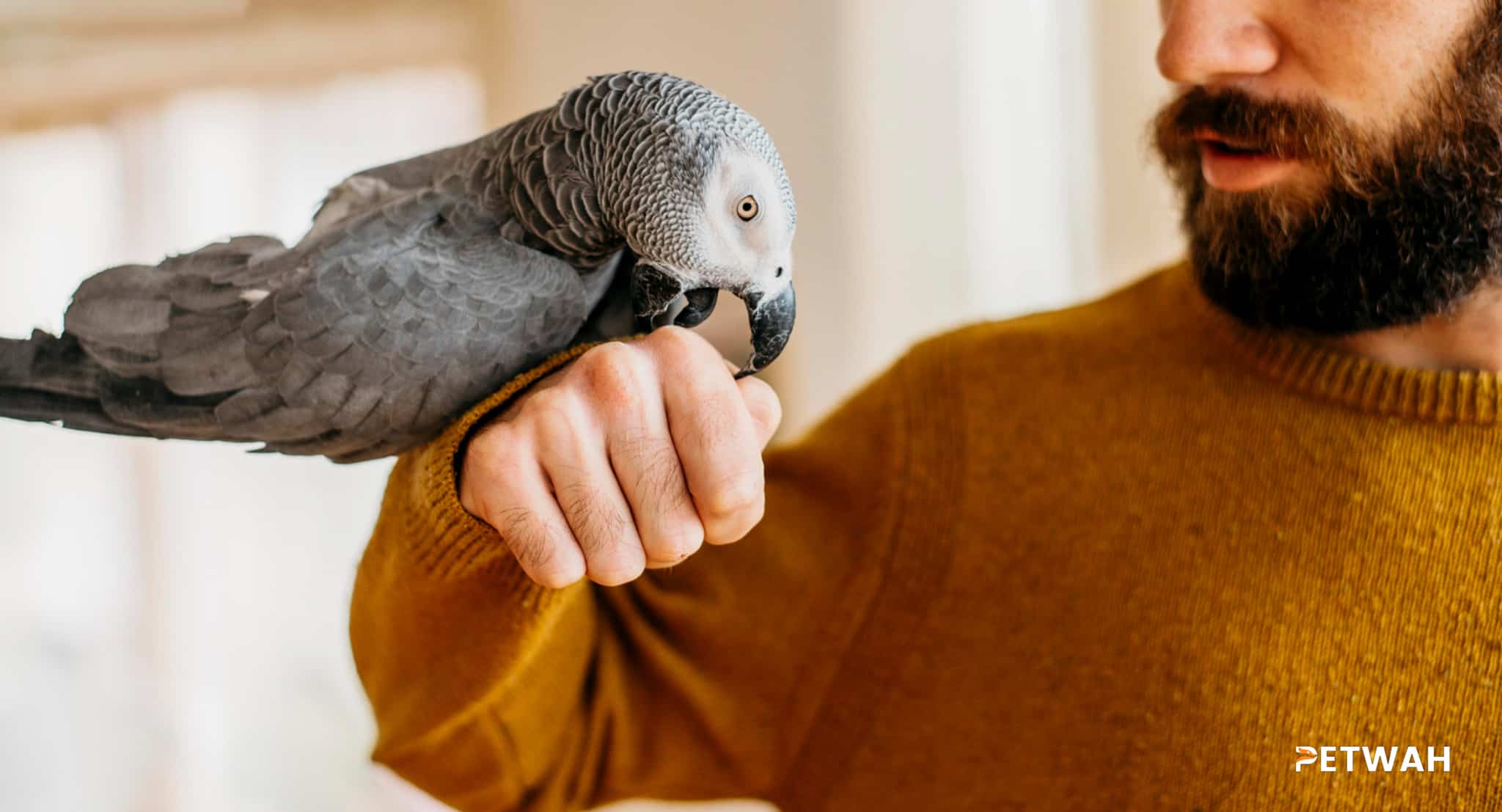 Bird Safety 101: Emergency Preparedness Steps for Pet Owners
