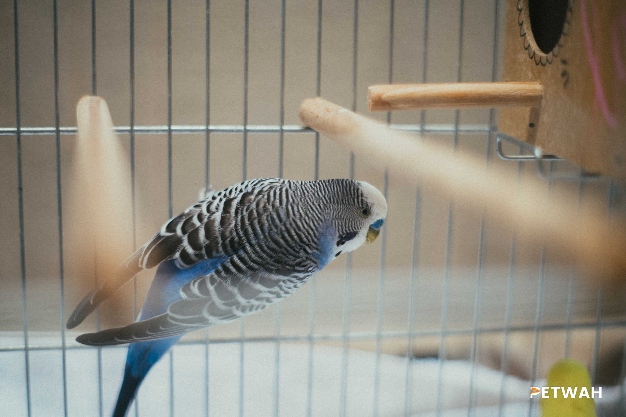 Dividing Pet Bird Care Responsibilities Among Couples