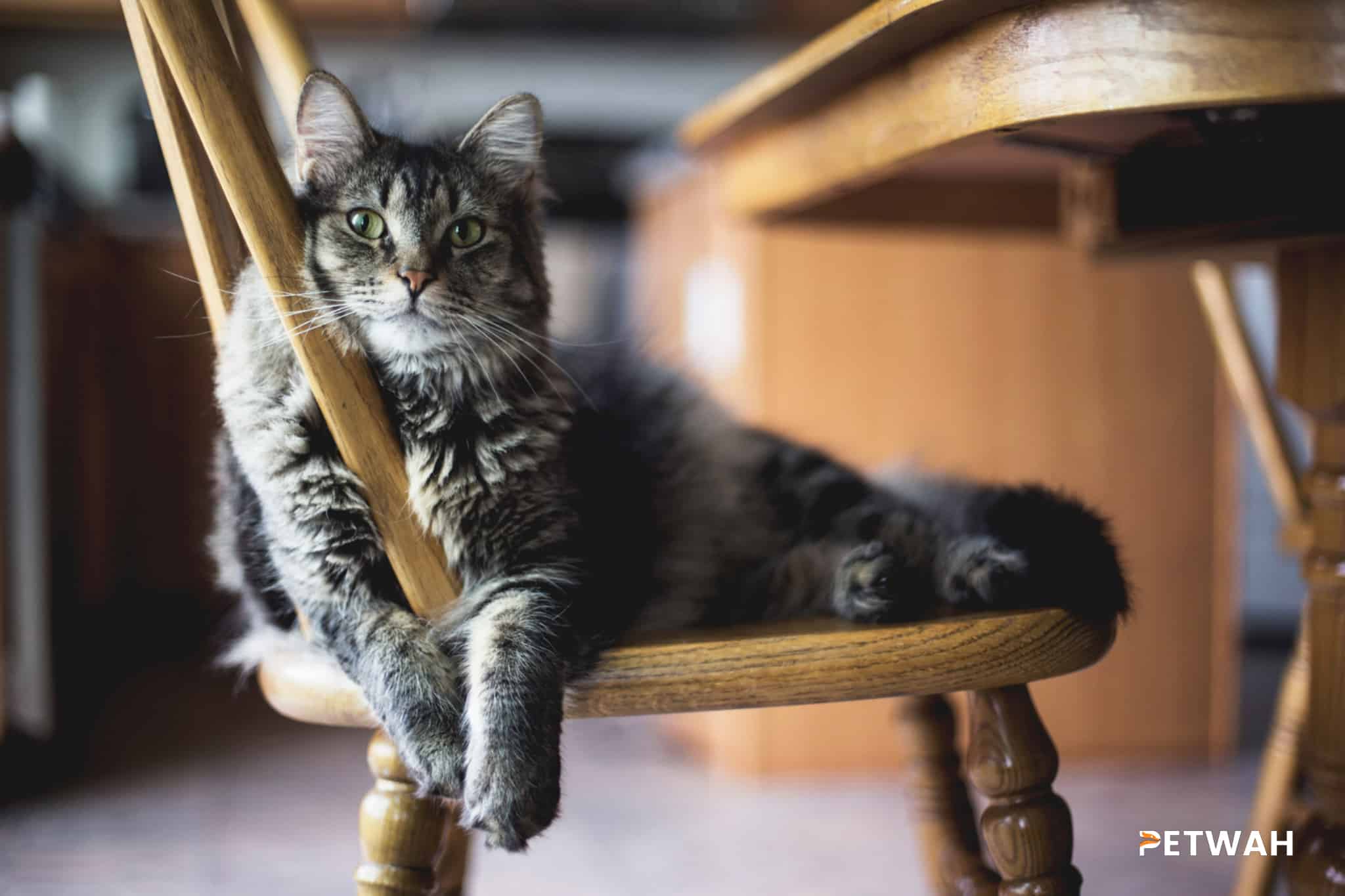 Tips for Keeping Your Cat Content While You're Away