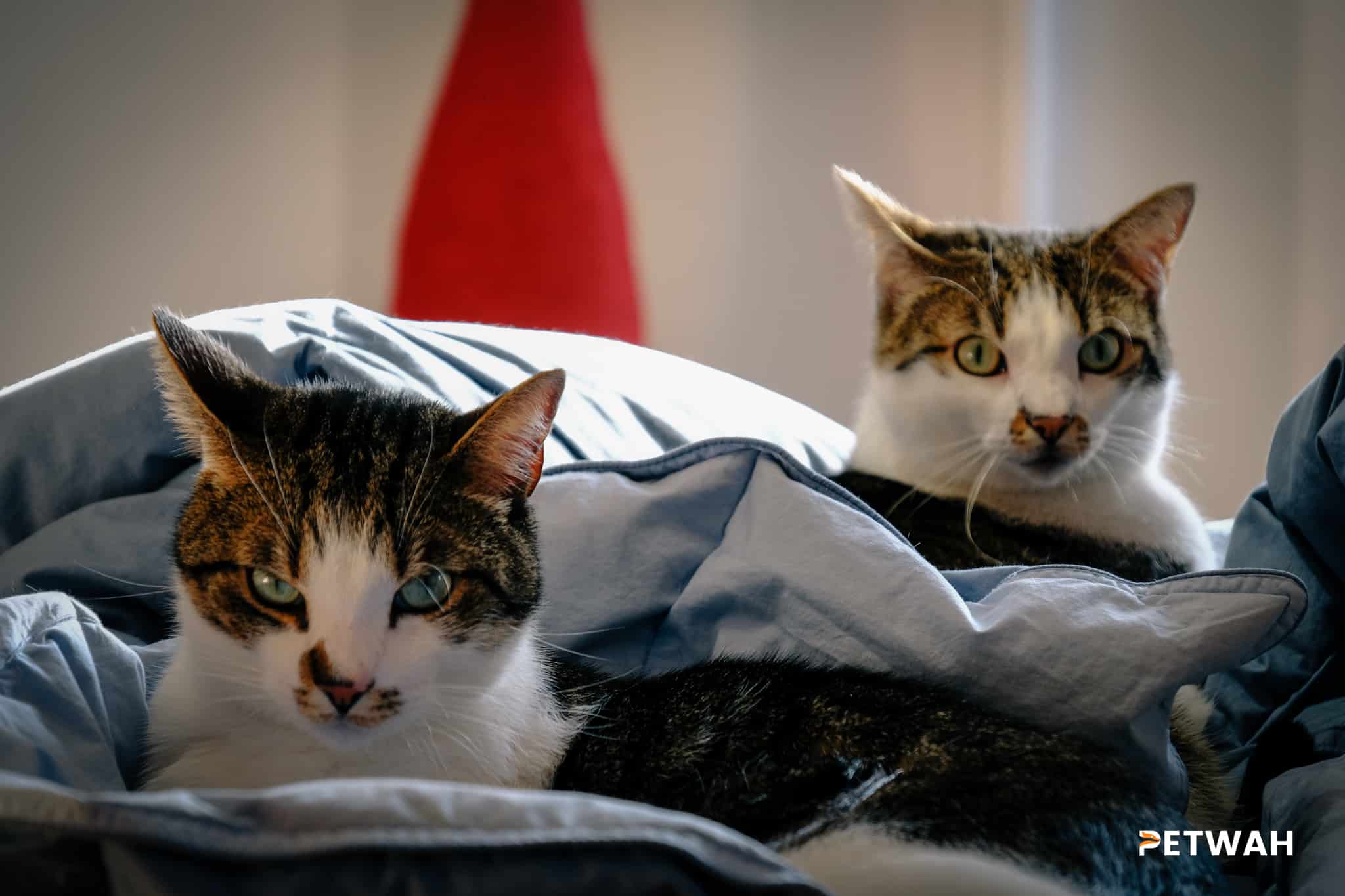 Celebrating Your Cat's Milestones and Birthdays: Tips for Couples