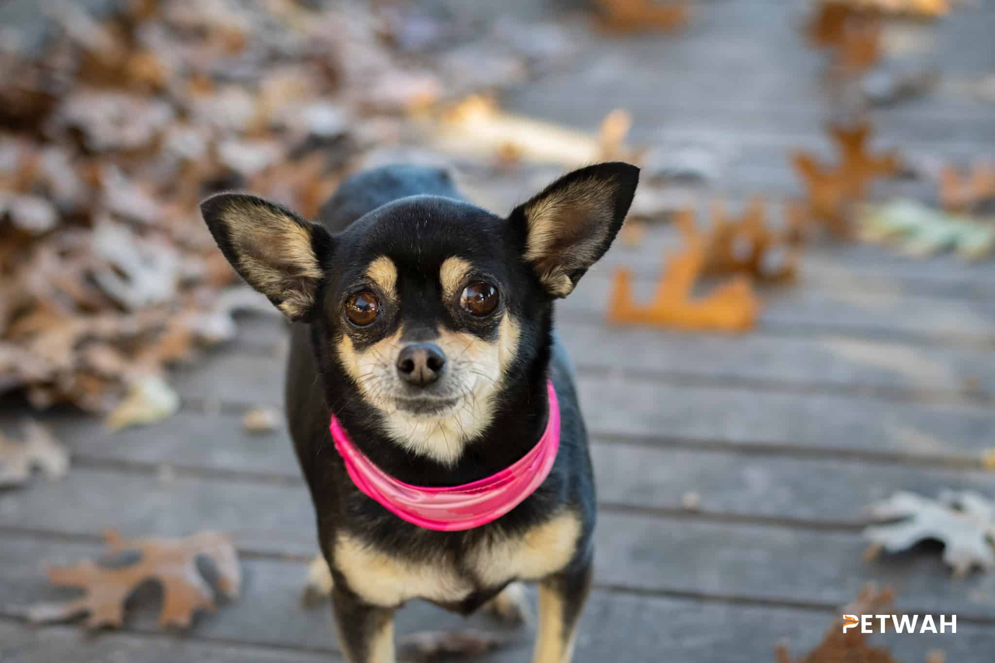 Incorporating Your Chihuahua into Daily Routines Without Stressing Your Pet