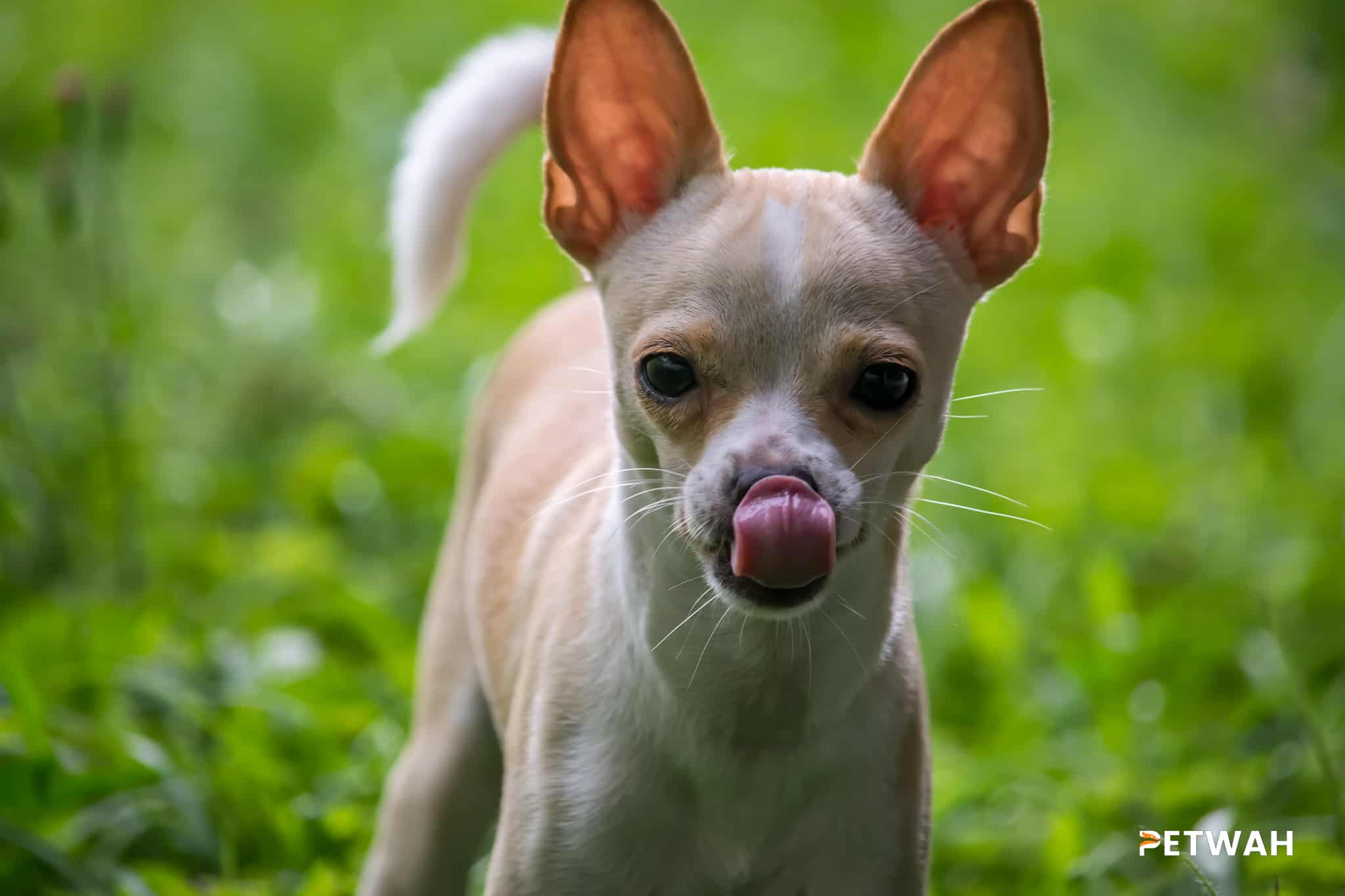 Support Resources for Couples Raising Chihuahuas