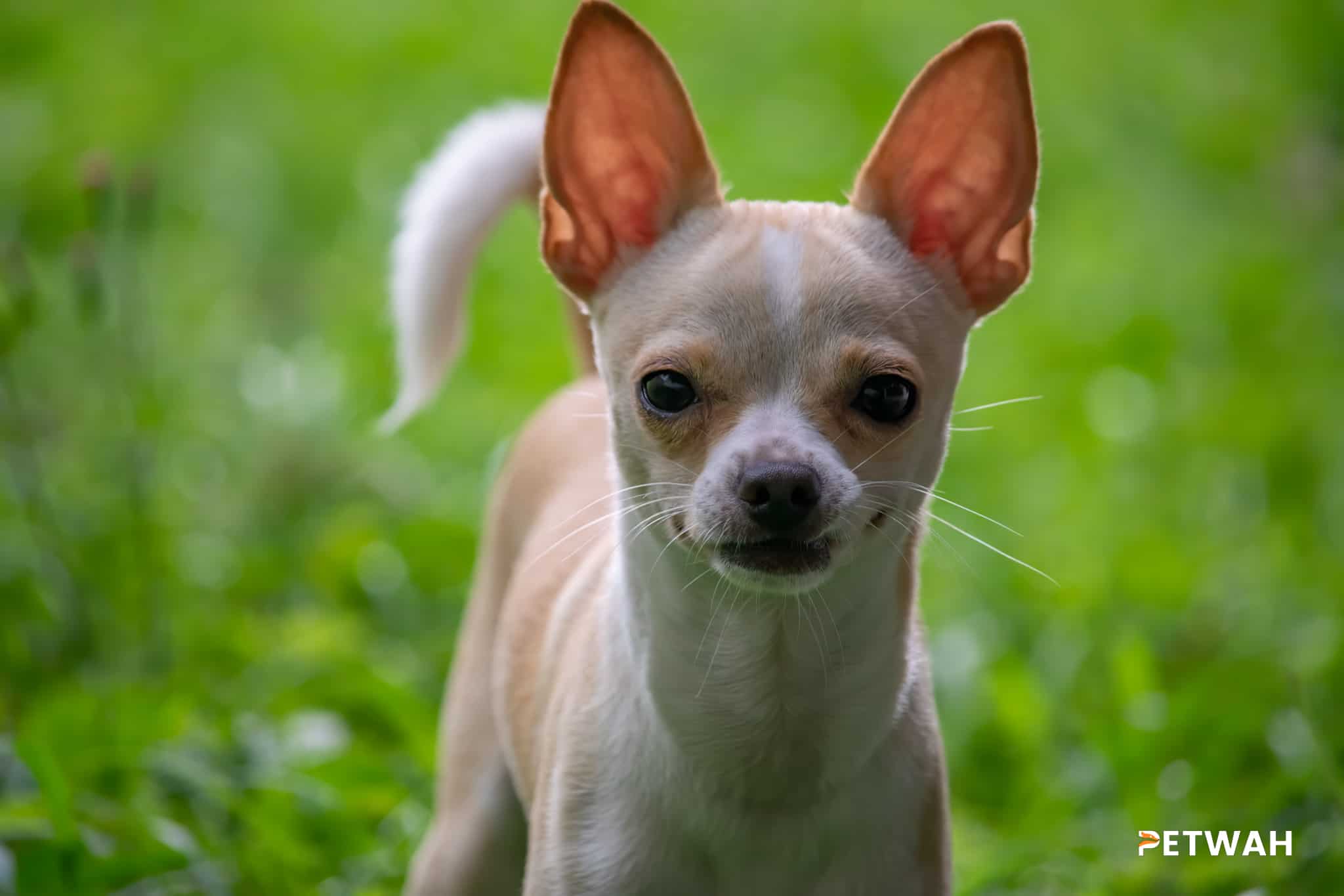 Key Financial Considerations for Couples Caring for a Chihuahua