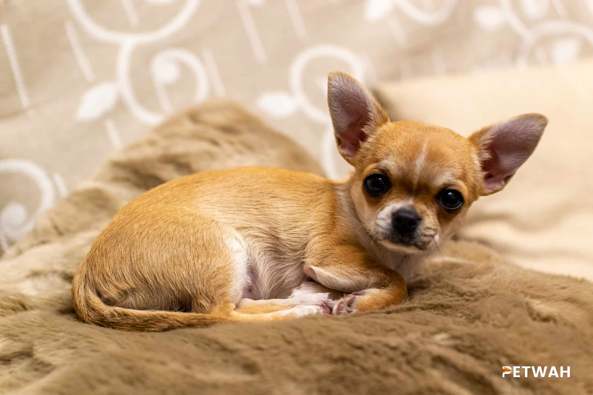 Fun and Unique Playtime Activities for Couples and Their Chihuahua