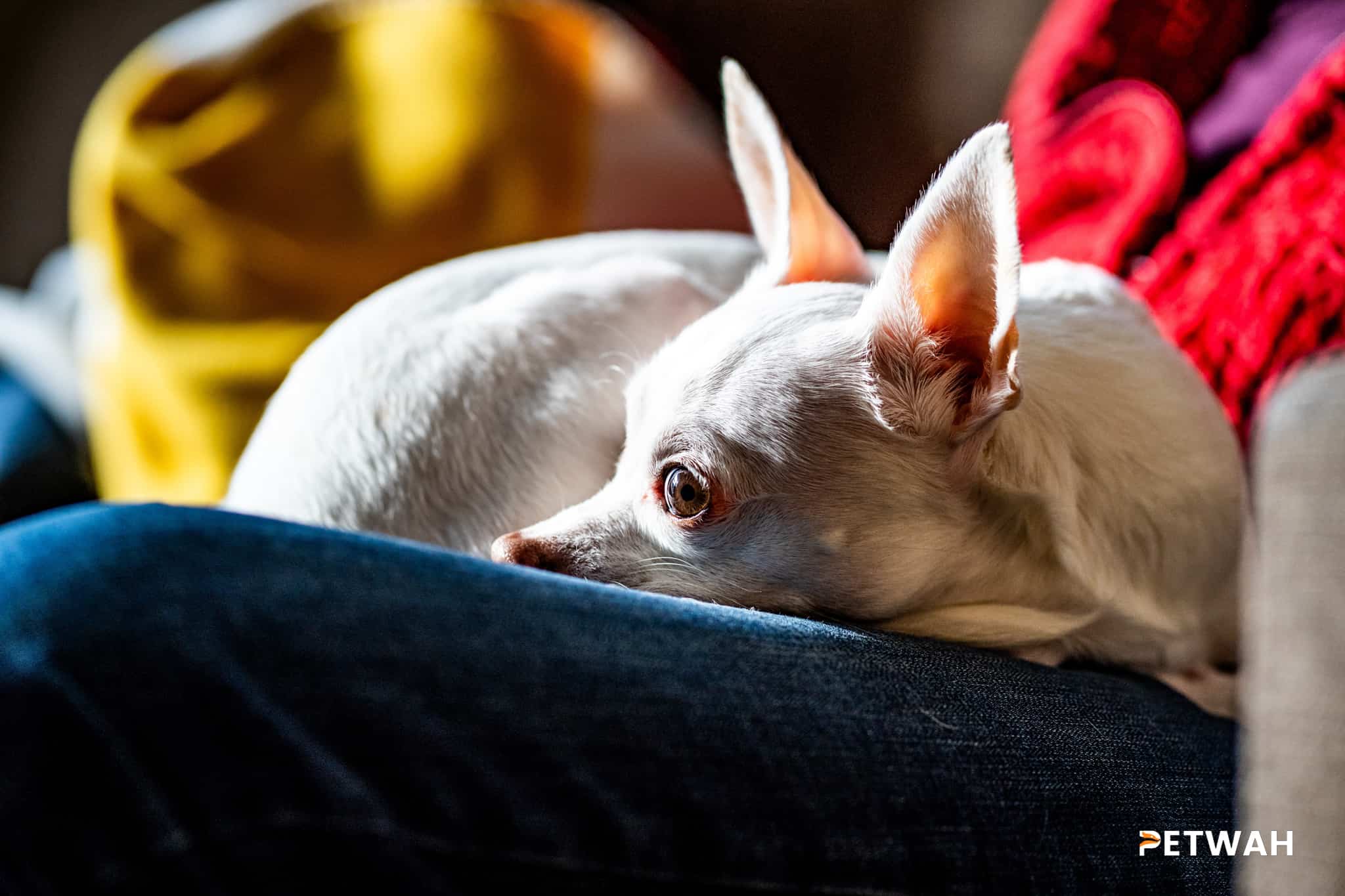 Managing Common Behavioral Issues in Chihuahuas: Tips for Couples