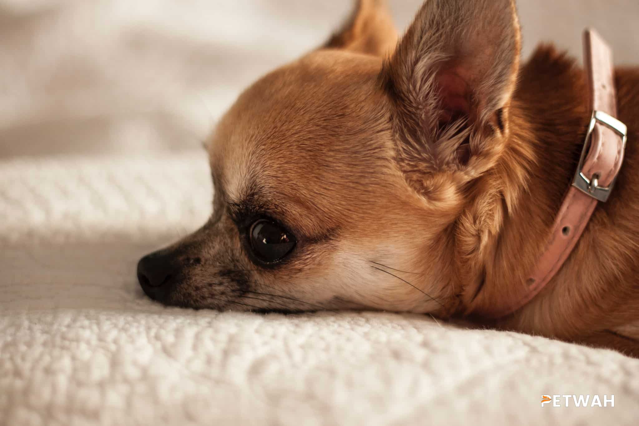 Top Exercise Strategies for Couples to Maintain Their Chihuahua's Health