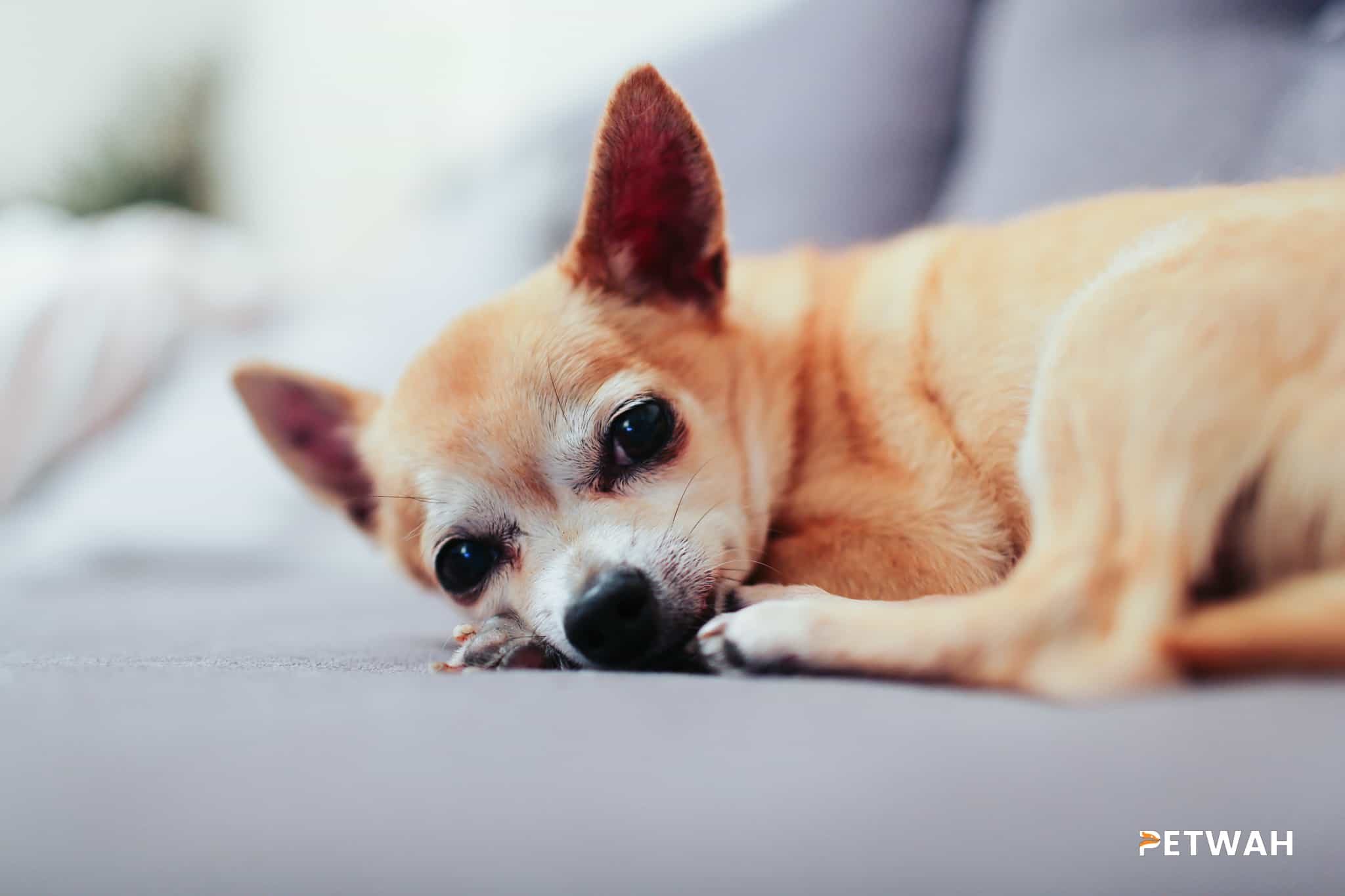 Easing Your Chihuahua into New Experiences and Environments