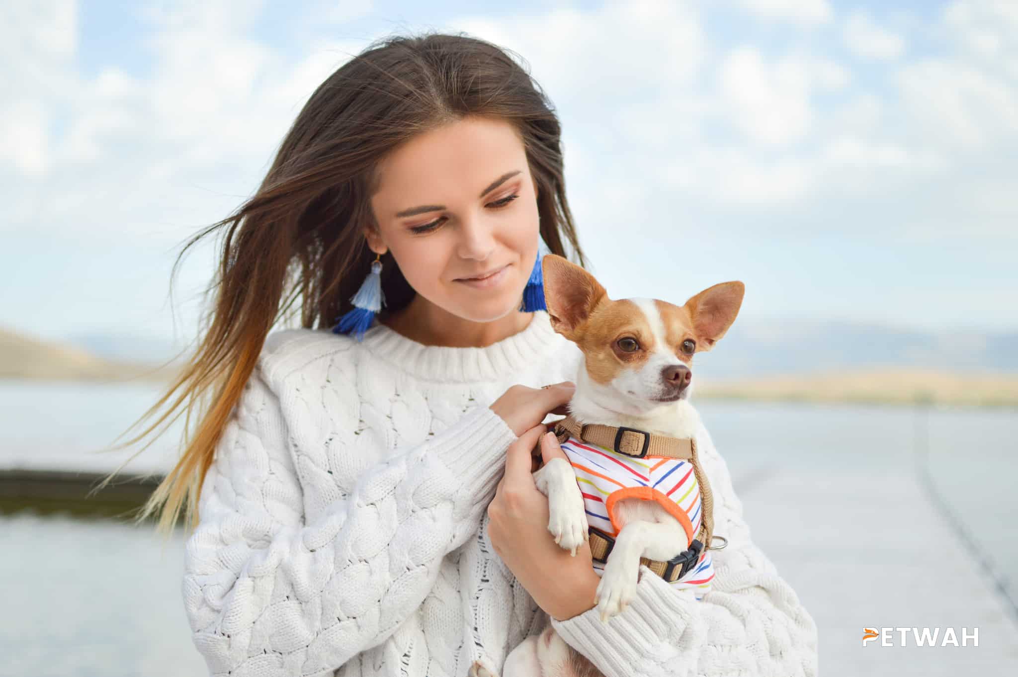 Helping Your Chihuahua Overcome Fear and Sensitivity: A Couple's Guide