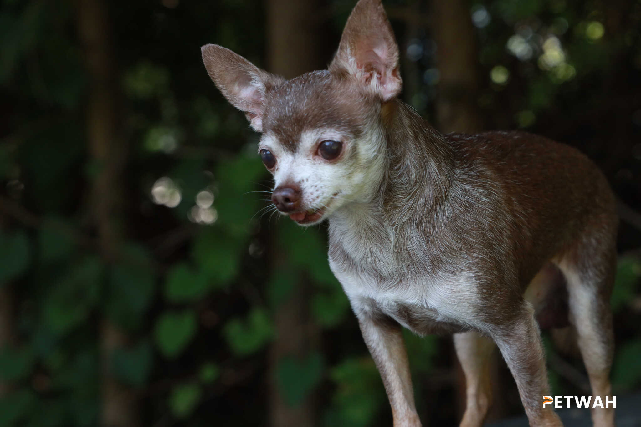Caring for Your Senior Chihuahua: Managing Aging and Health Issues