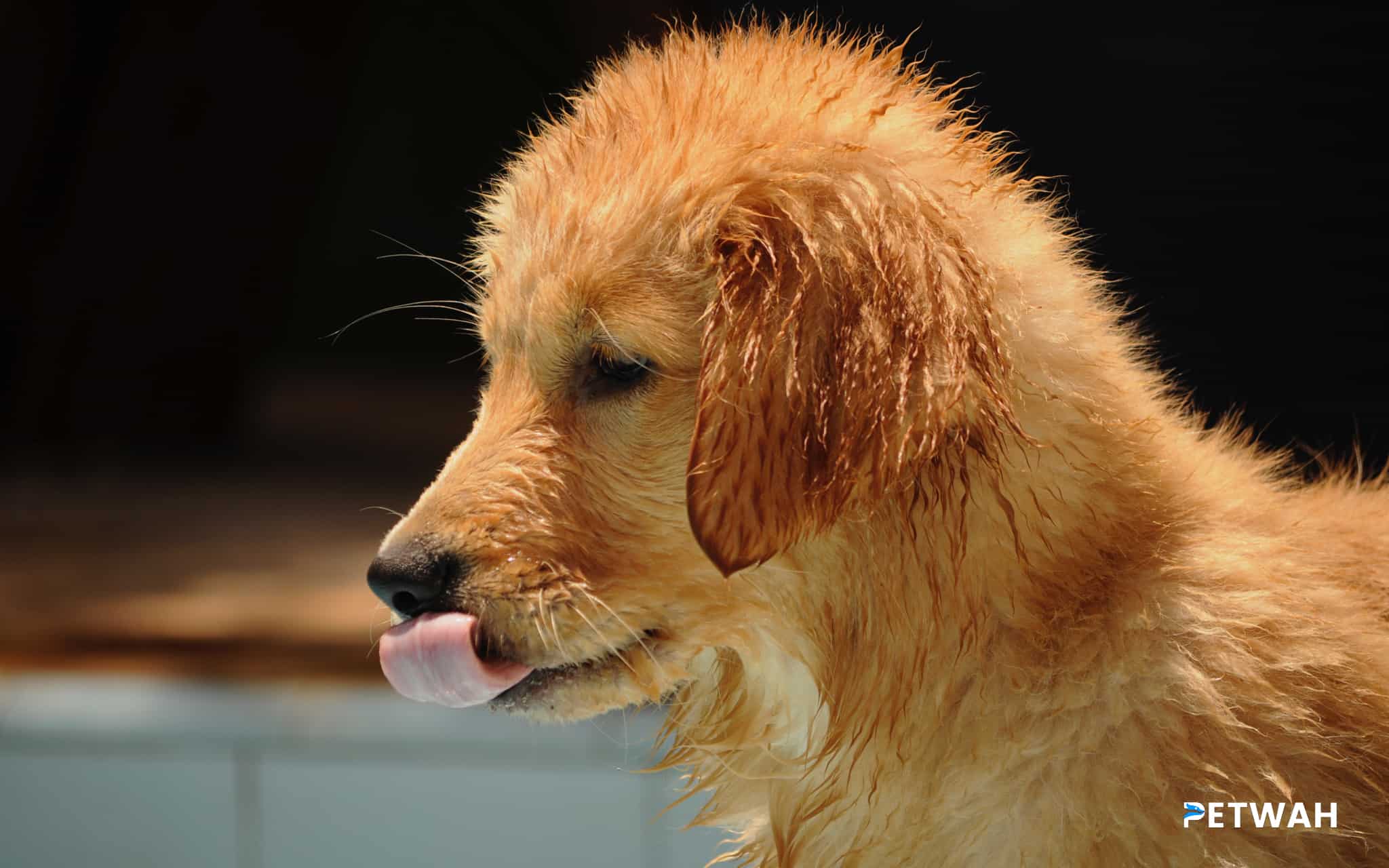 The Importance of a Consistent Routine for a Golden Retriever Puppy