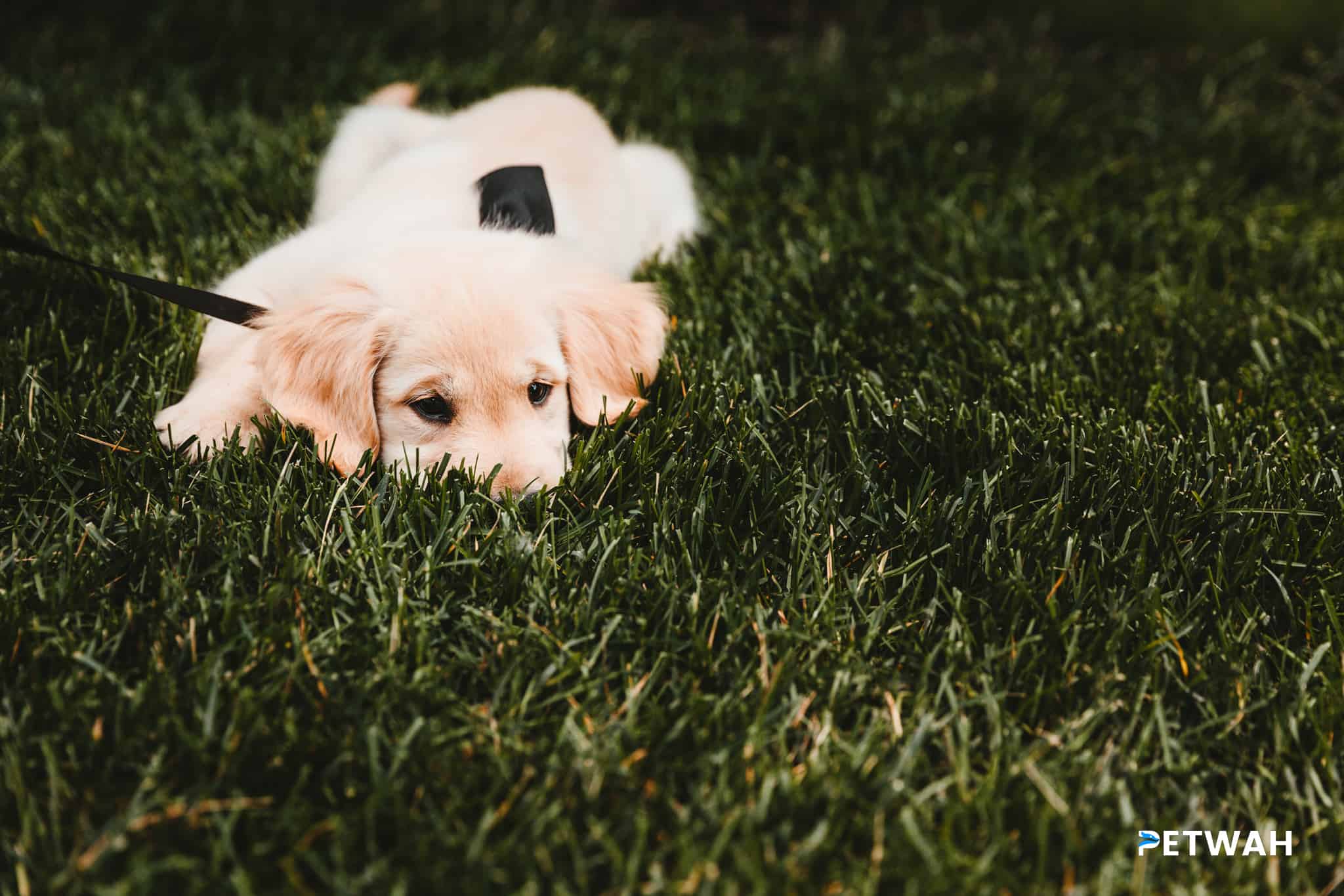 Golden Retriever Puppy Exercise: How Much is Needed Daily?