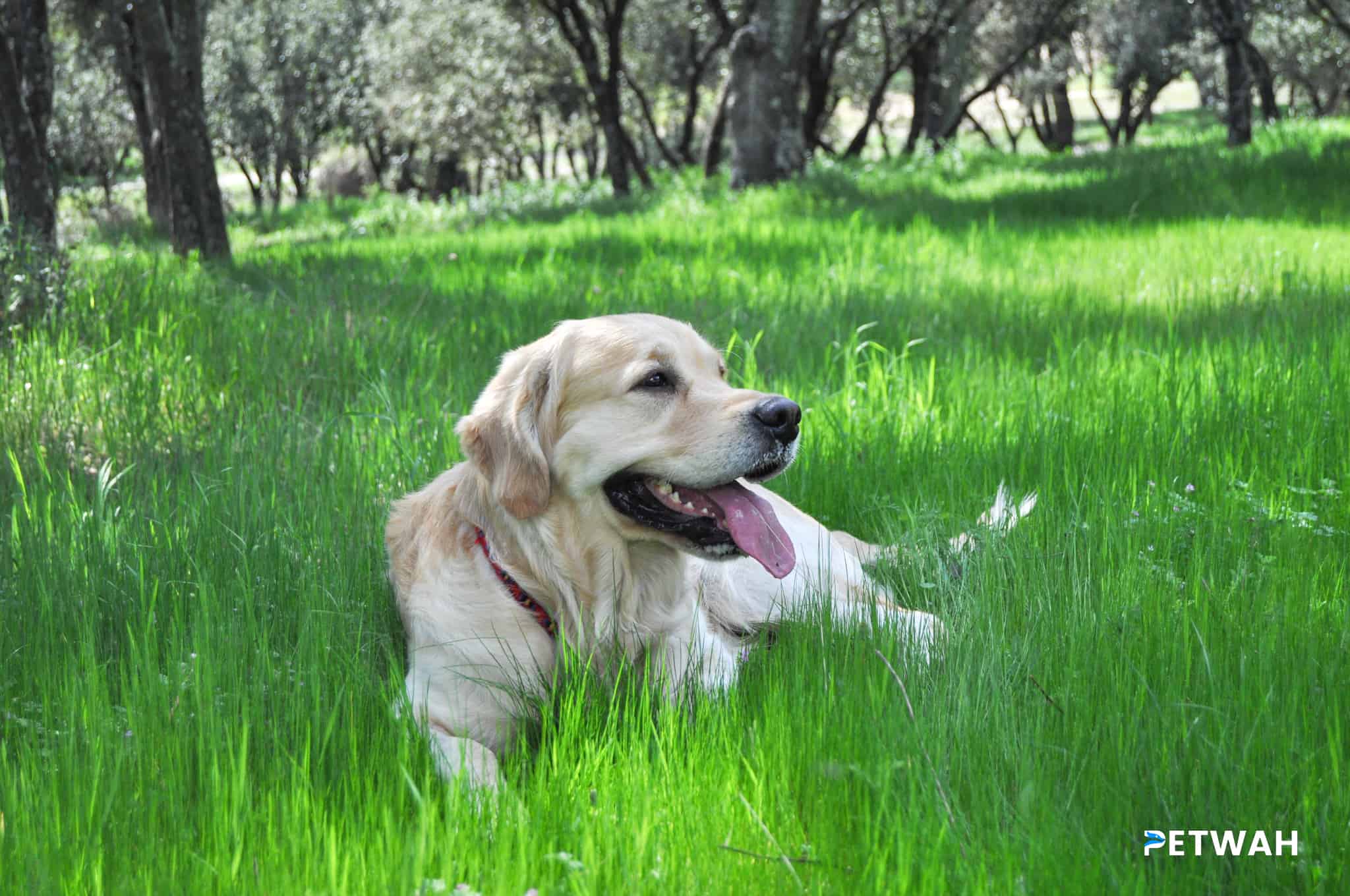 Preparing Your Golden Retriever for Child Interactions