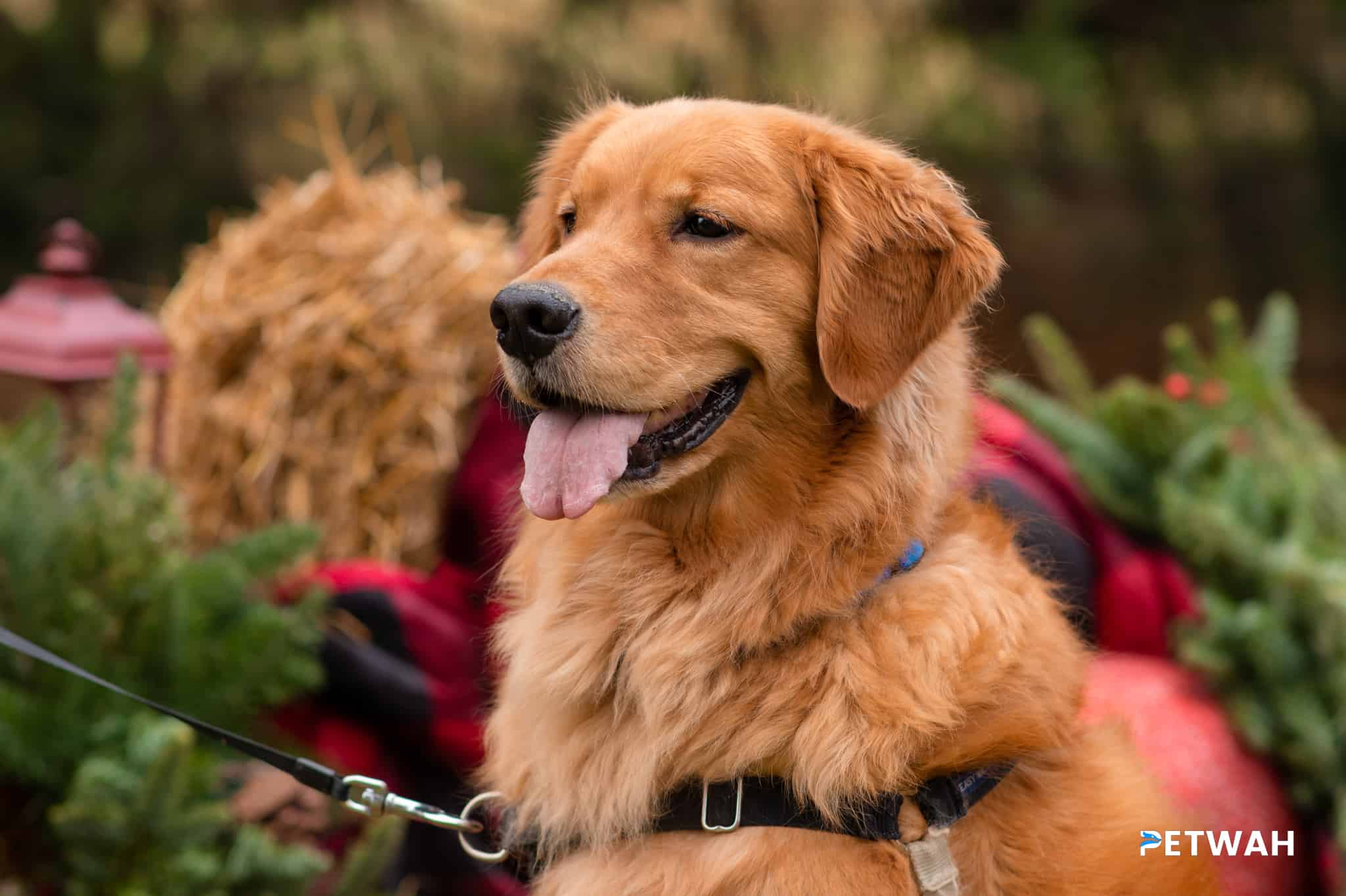 Key Nutritional Requirements for Golden Retriever Puppies