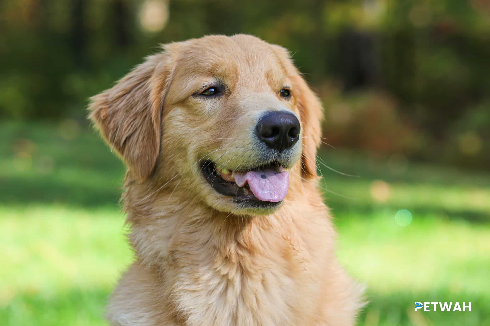 Feeding Schedule for Golden Retriever Puppy: Recommended Times