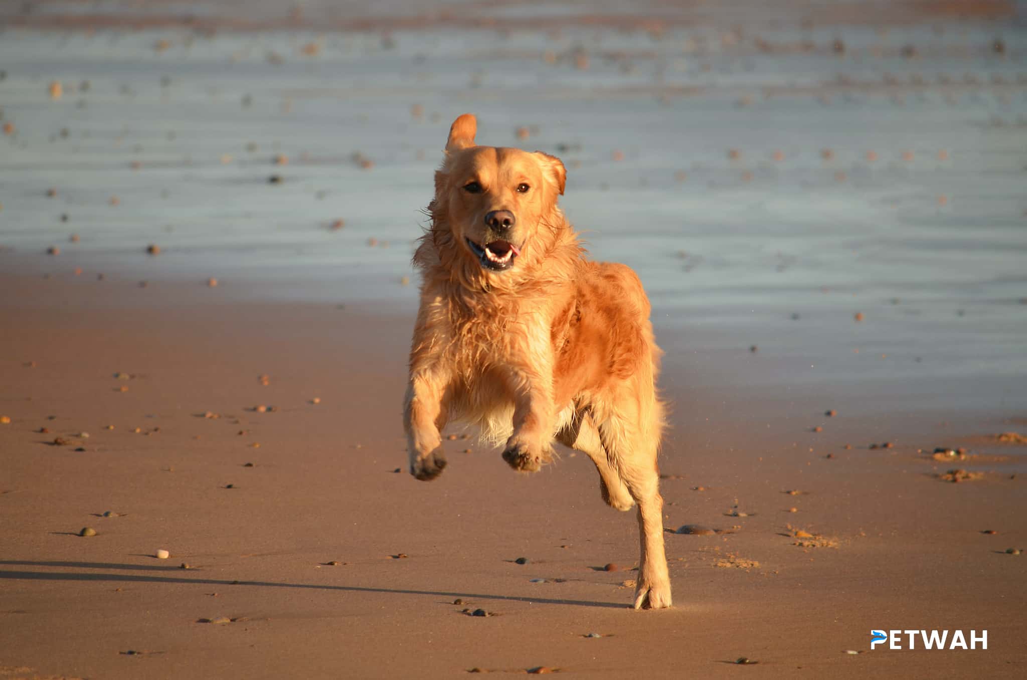 Incorporating Your Golden Retriever into Daily Activities Without Overwhelming Them