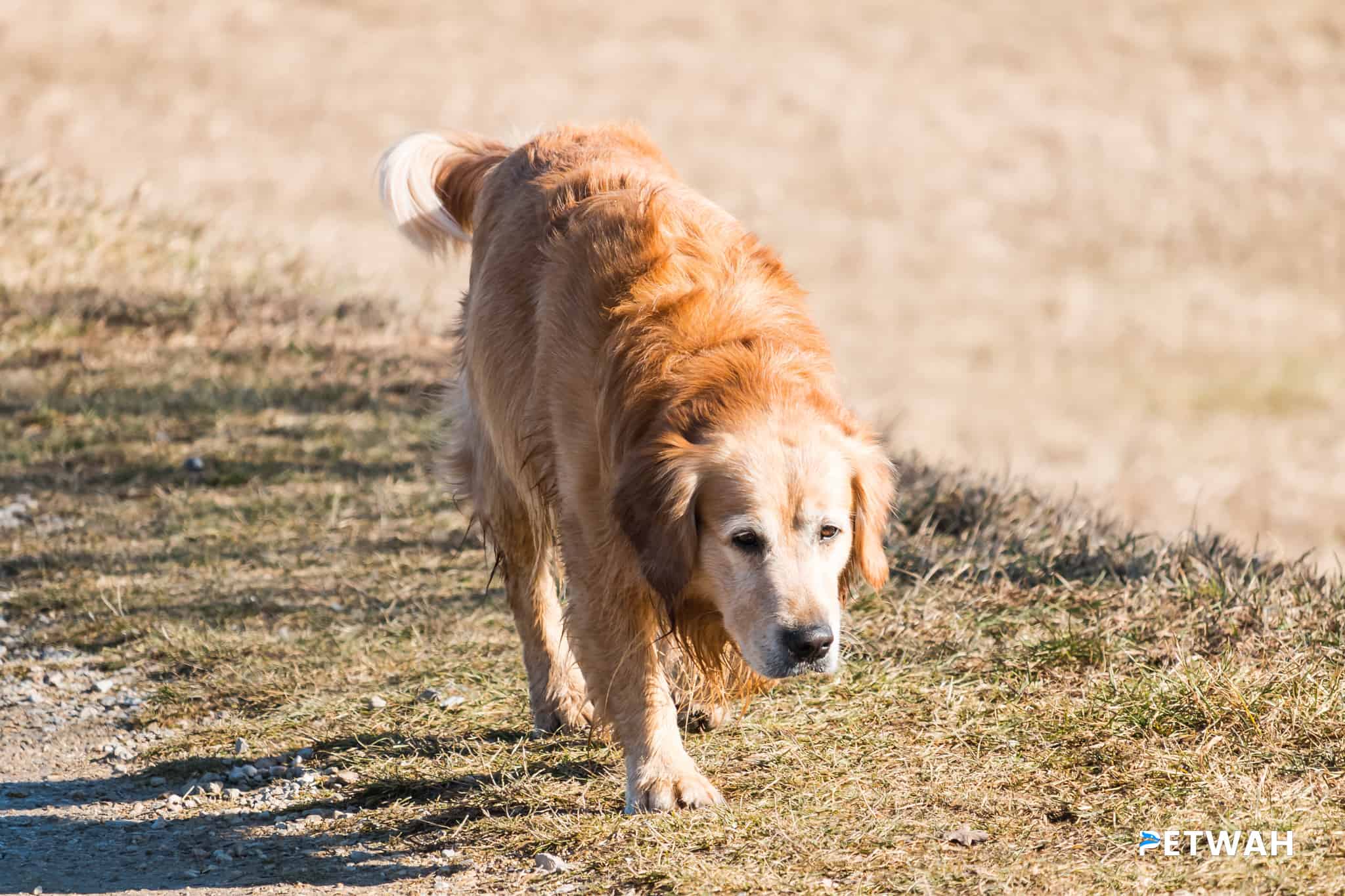 Ensuring Your Golden Retriever's Comfort and Happiness While Home Alone