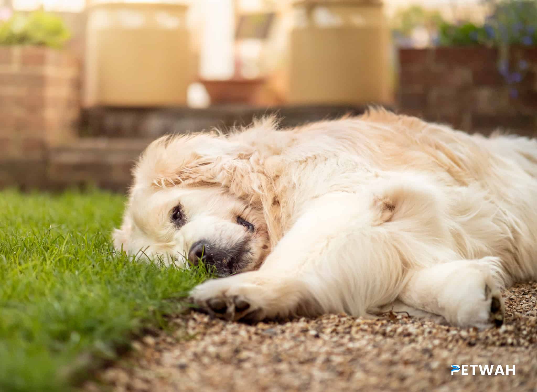 The Benefits of Early Obedience Training for Golden Retriever Puppies
