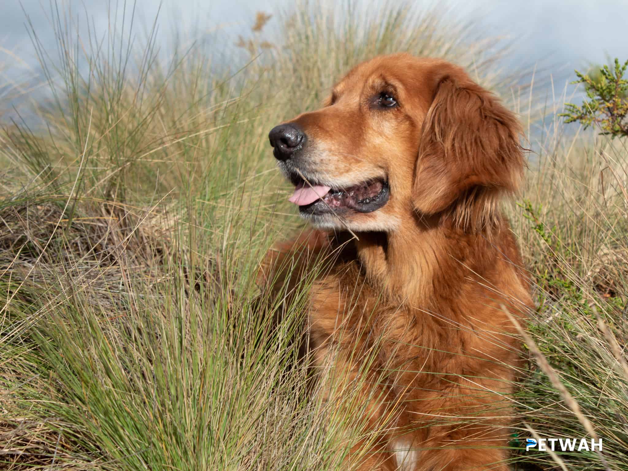 The Maturing Process: From Hyperactive Puppies to Calm Adult Golden Retrievers