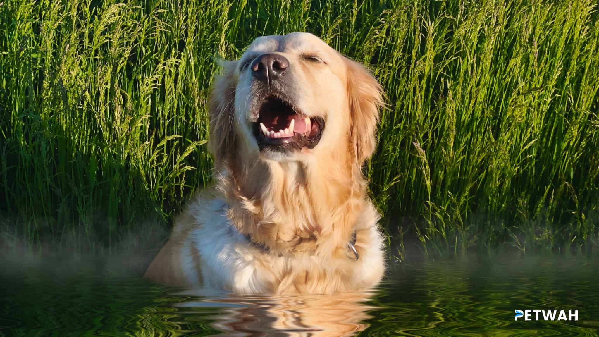 Planning Dog-Friendly Vacations with Your Golden Retriever