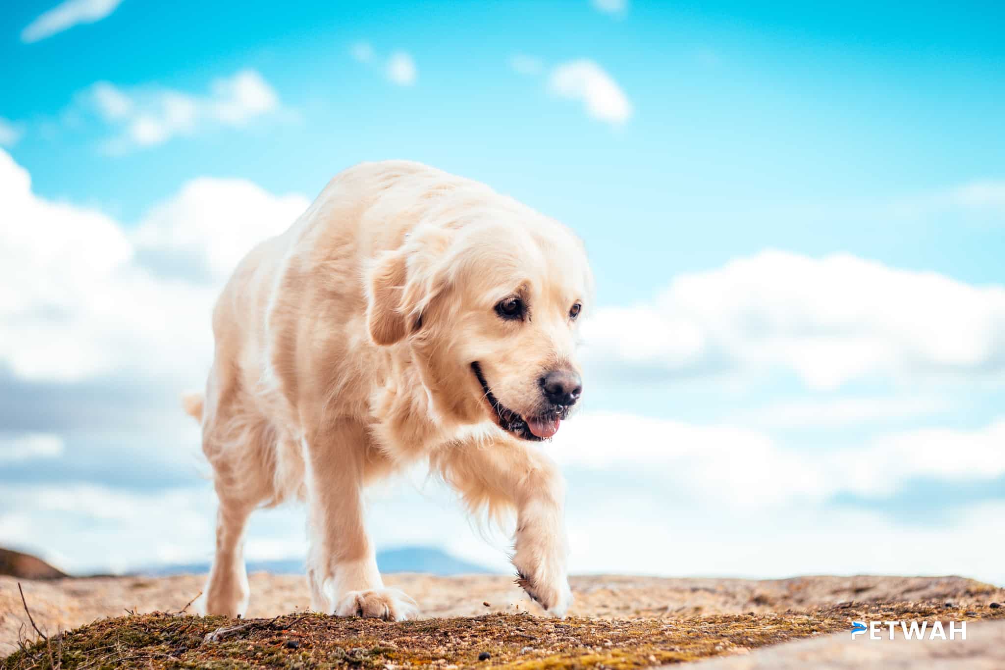 Training a Golden Retriever Puppy to Walk on a Leash