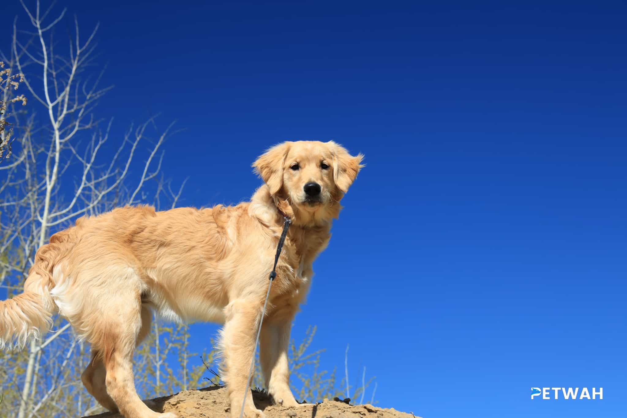 Golden Training: Basic Obedience and House Manners for Your Golden Retriever